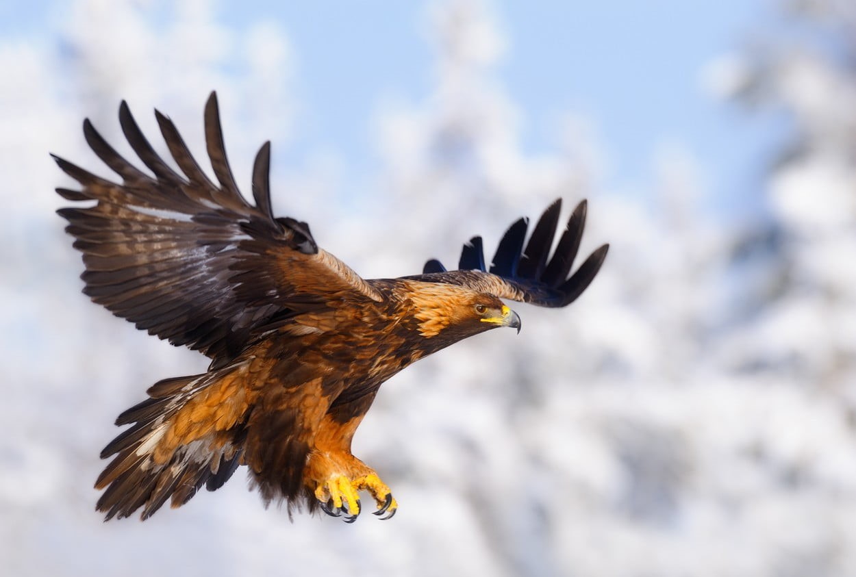motion, outdoors, animals, bird of prey, spread wings, animals in the wild, animal wildlife, 480P, eagle - bird, animal themes, no people, black, focus on foreground, HD Wallpaper