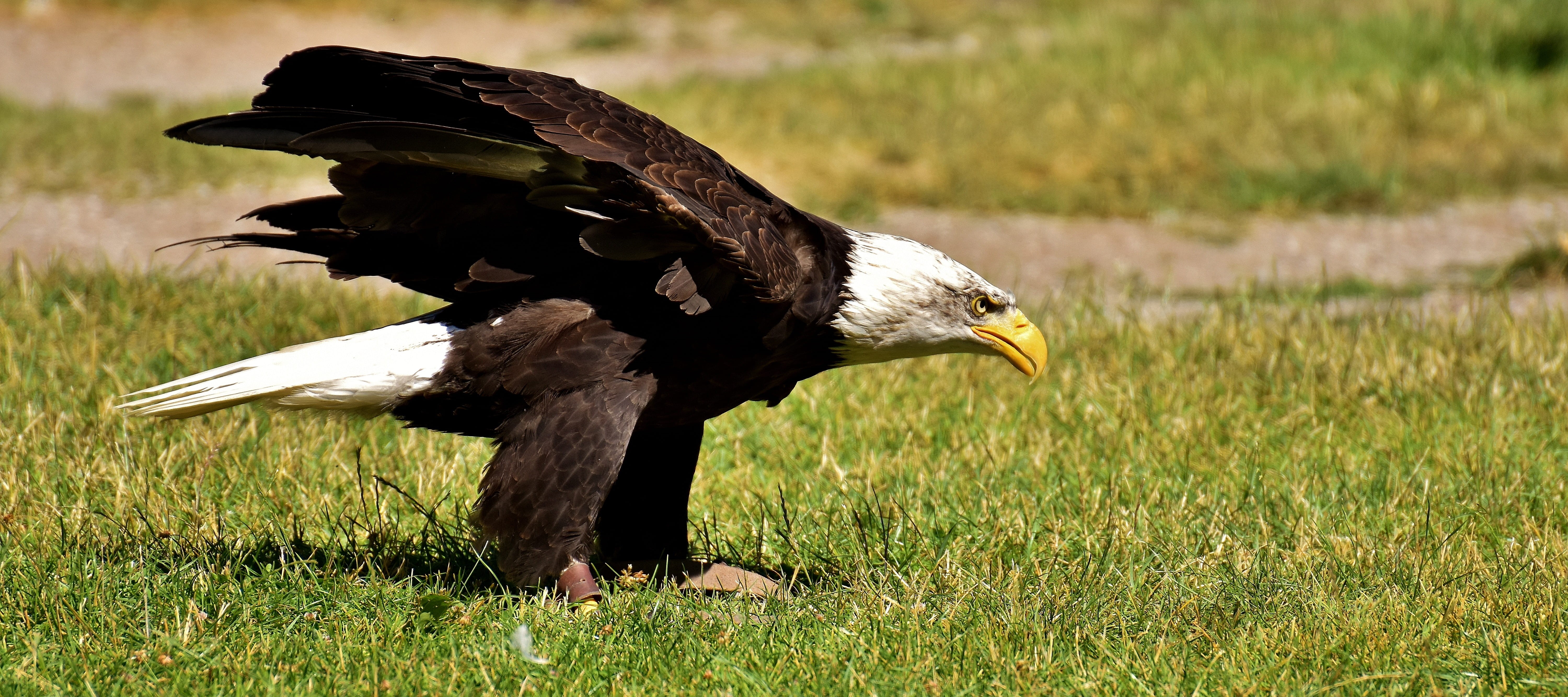 flying, eagle, vulture, bald, grass, nature, wild bird, vertebrate, beak, Raptor, bald eagle, animal body part, 5K, plant, wildlife photography, eagle - bird, HD Wallpaper