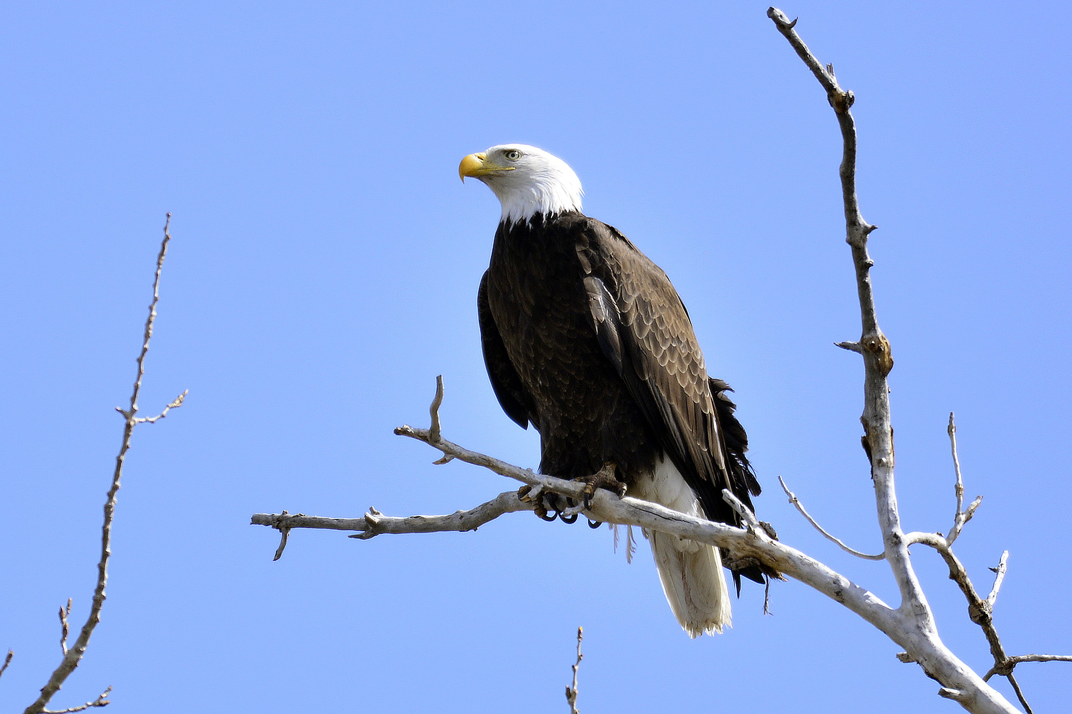 2K, CO  US, wildlife, animals In The Wild, eagle Colorado, photos, photographer, eagle, bird, snares, wildlife photography, bald, animal, Bald Eagle, daytime, HD Wallpaper