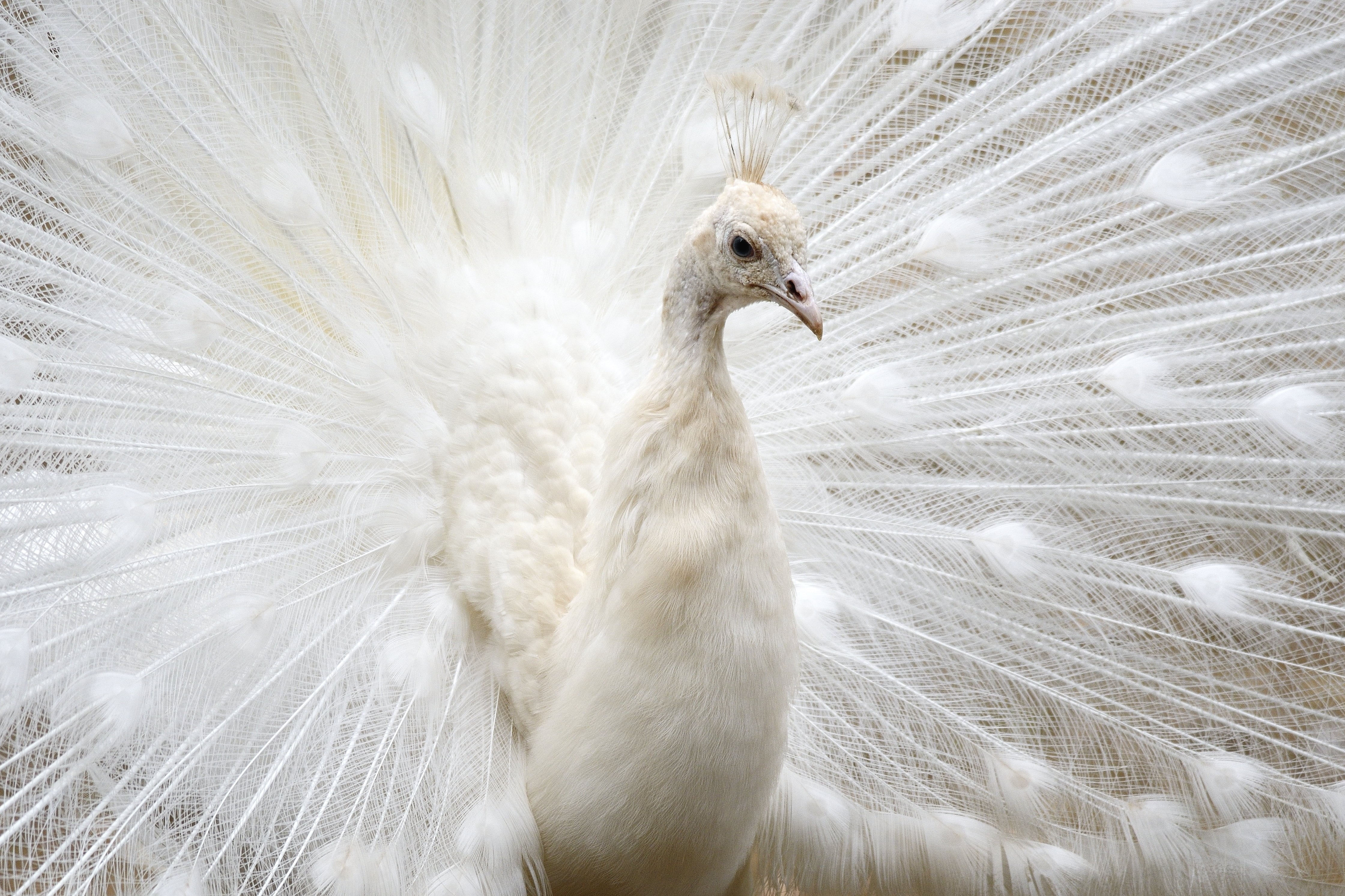 white, animal, wildlife, 4K, peacock, close-up, animal Head, feather, bird, nature, beak, HD Wallpaper