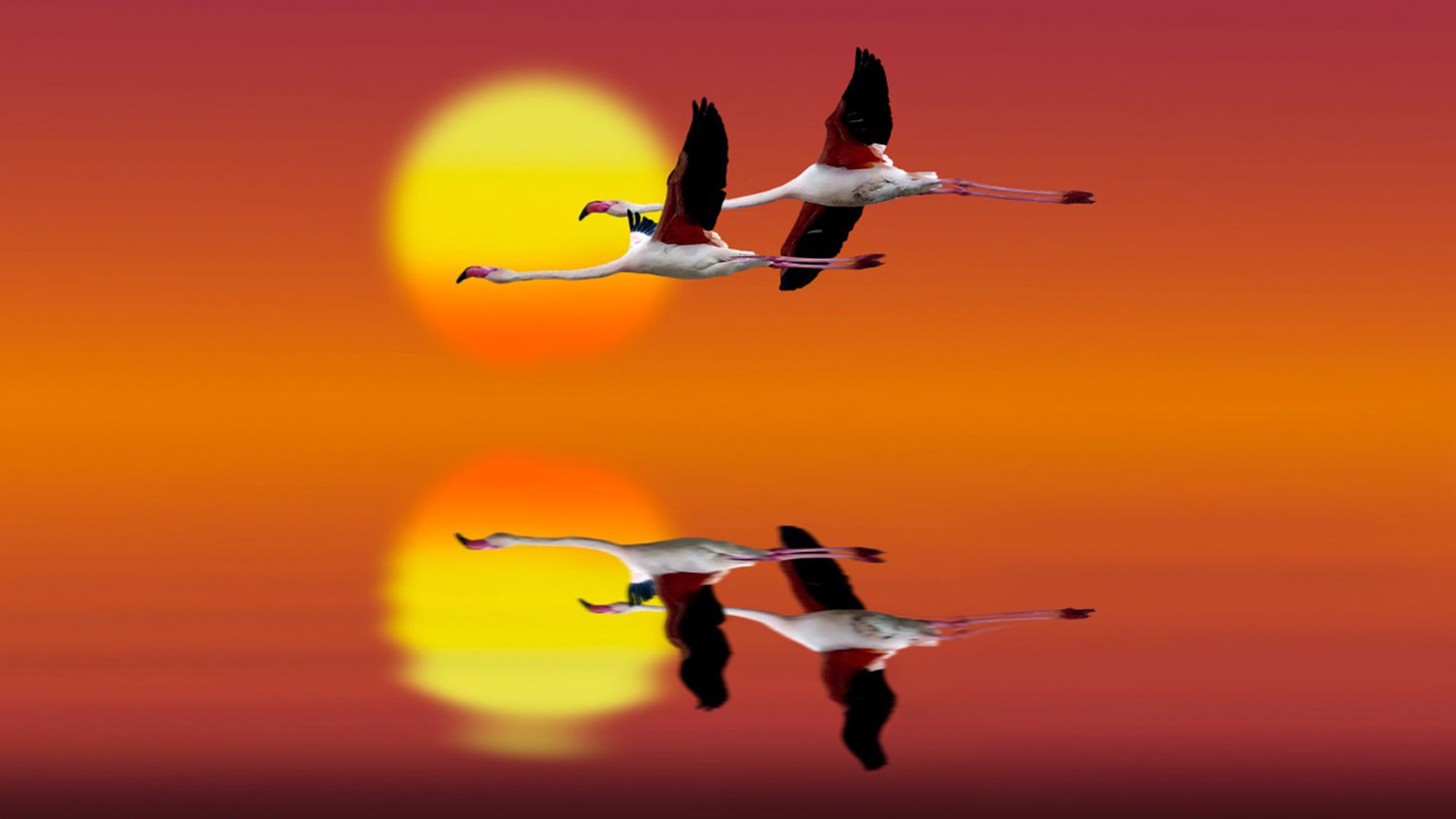 nature, sky, spread wings, freedom, 2K, flamingo, airplane, group of animals, flight, red, air vehicle, orange color, no people, motion, phones, HD Wallpaper