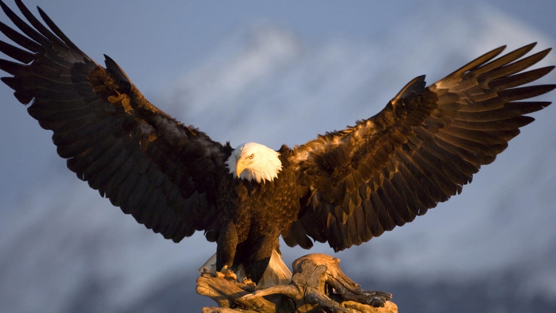 sky, bird of prey, eagle, animals in the wild, outdoors, wildlife, day, 1080P, animal themes, flying, dom Glider, animal, nature, animal wildlife, one animal, HD Wallpaper