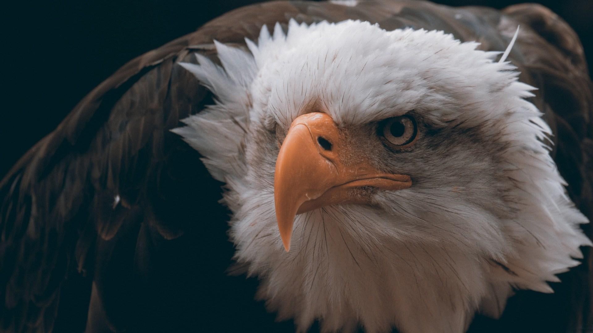 bird, bald, eagle, 1080P, HD Wallpaper