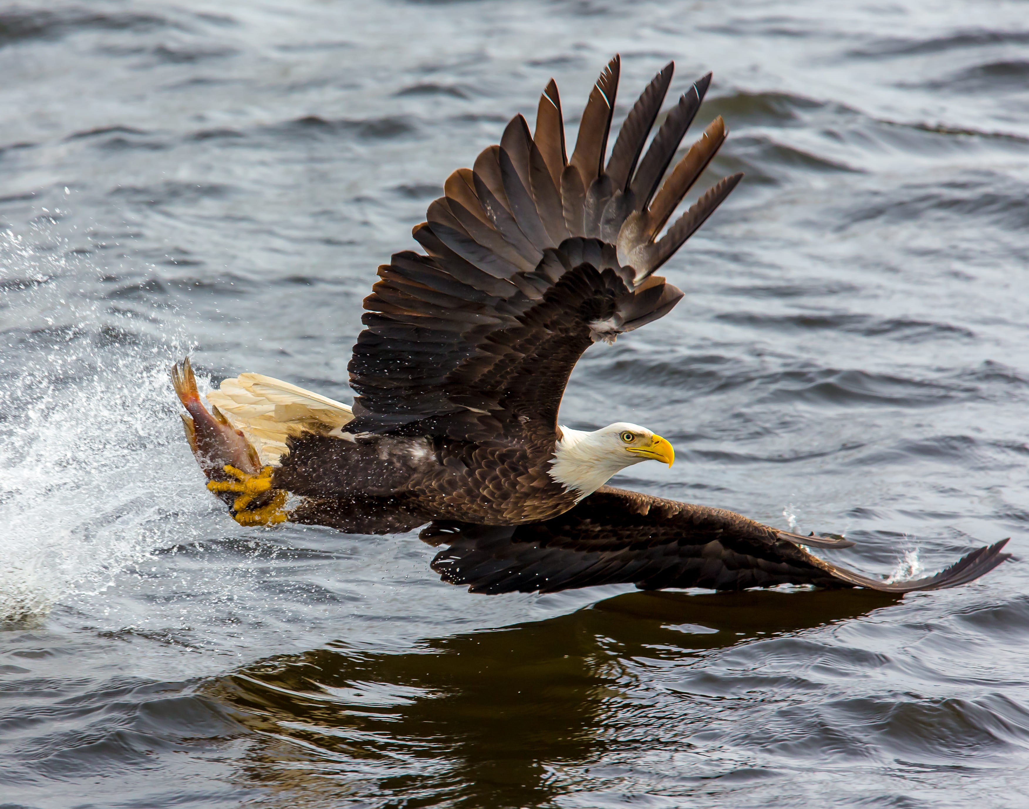 eagle - bird, wings, animal themes, raptor, bird of prey, wild, 2K, animal, water splash, body, day, avian, duck, feather, action, water, bald, flying, HD Wallpaper