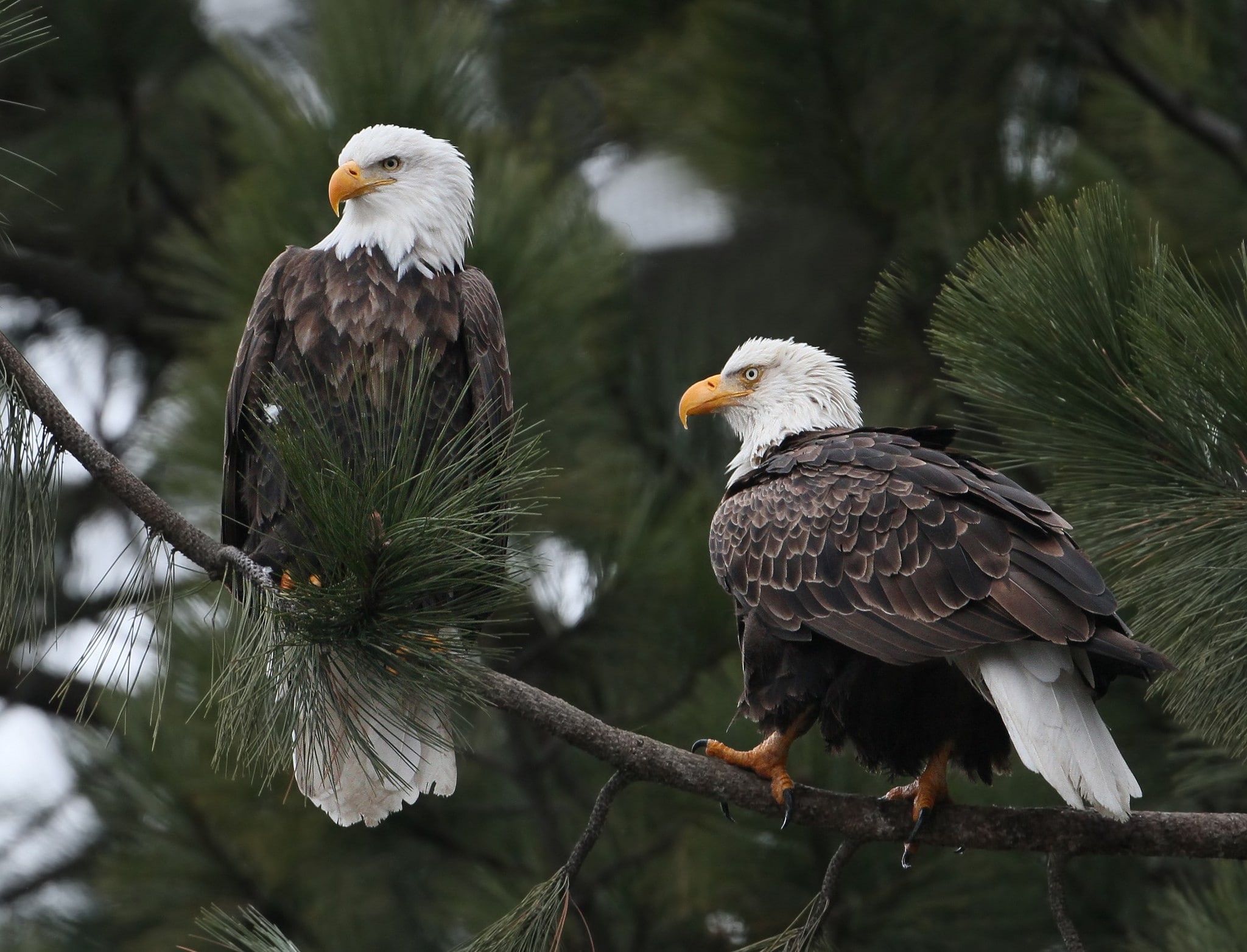 Bald eagle, branch, eagle, Bird, 1080P, bald, HD Wallpaper