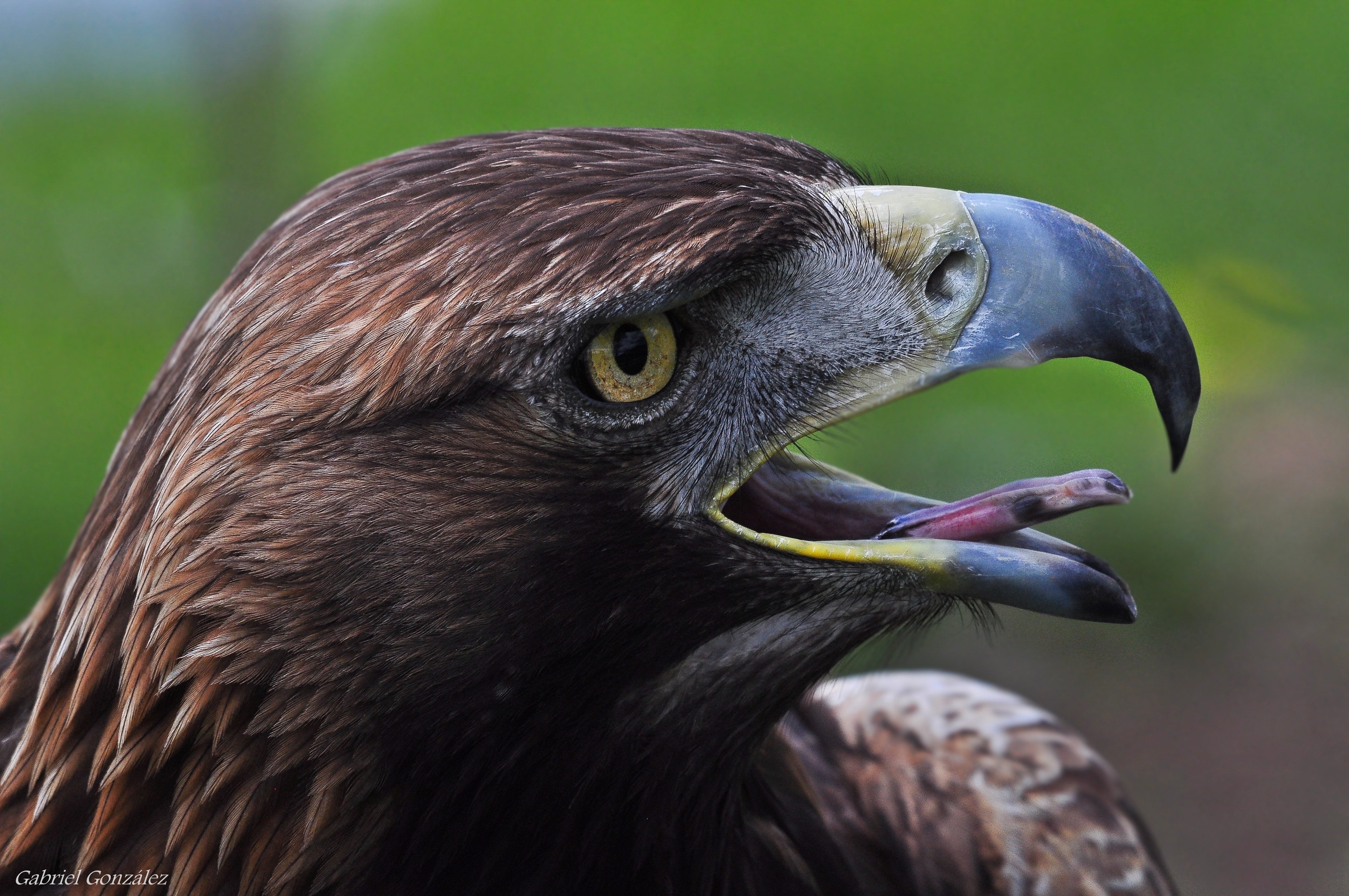 animal, photography, wildlife, beak, Xelo, eagle - Bird, 4K, de, macro, brown, Coruña, Nikon D90, carnivore, aves, animals, macro shot, feather, animal Head, HD Wallpaper
