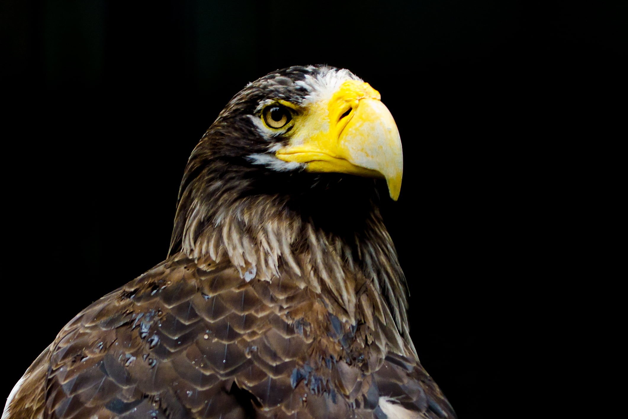 Ueno Zoo, Taito, eagle - Bird, Ueno Park, CLUB, nature, macro, Creature, APO, 70-200mm, beak, Outdoor, Stellers Sea Eagle, 1080P, HSM, wildlife, Animal, HD Wallpaper
