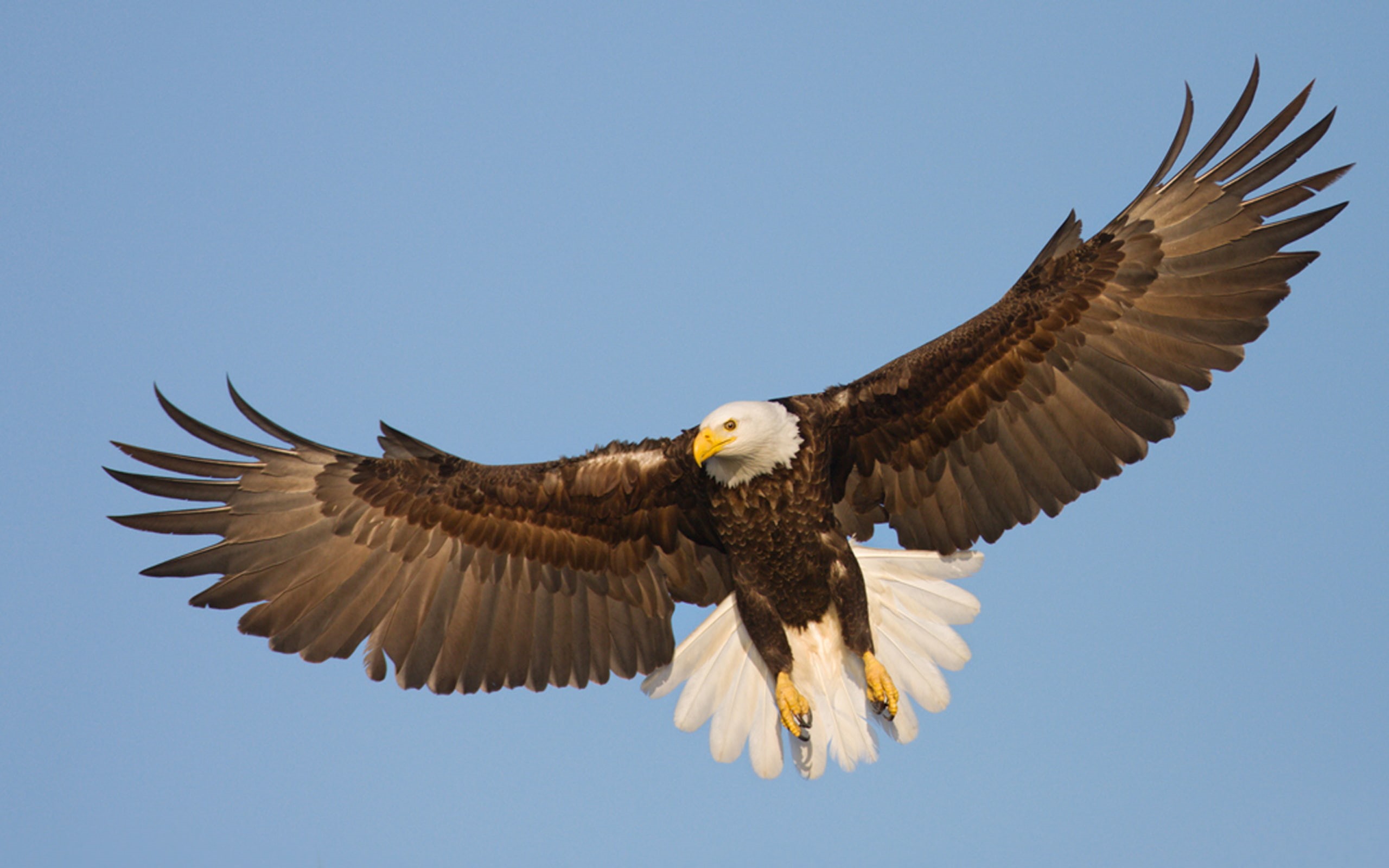  resolution, flight, beautiful, bald, spread, eagle, hd, wings, 2K, raptor, HD Wallpaper