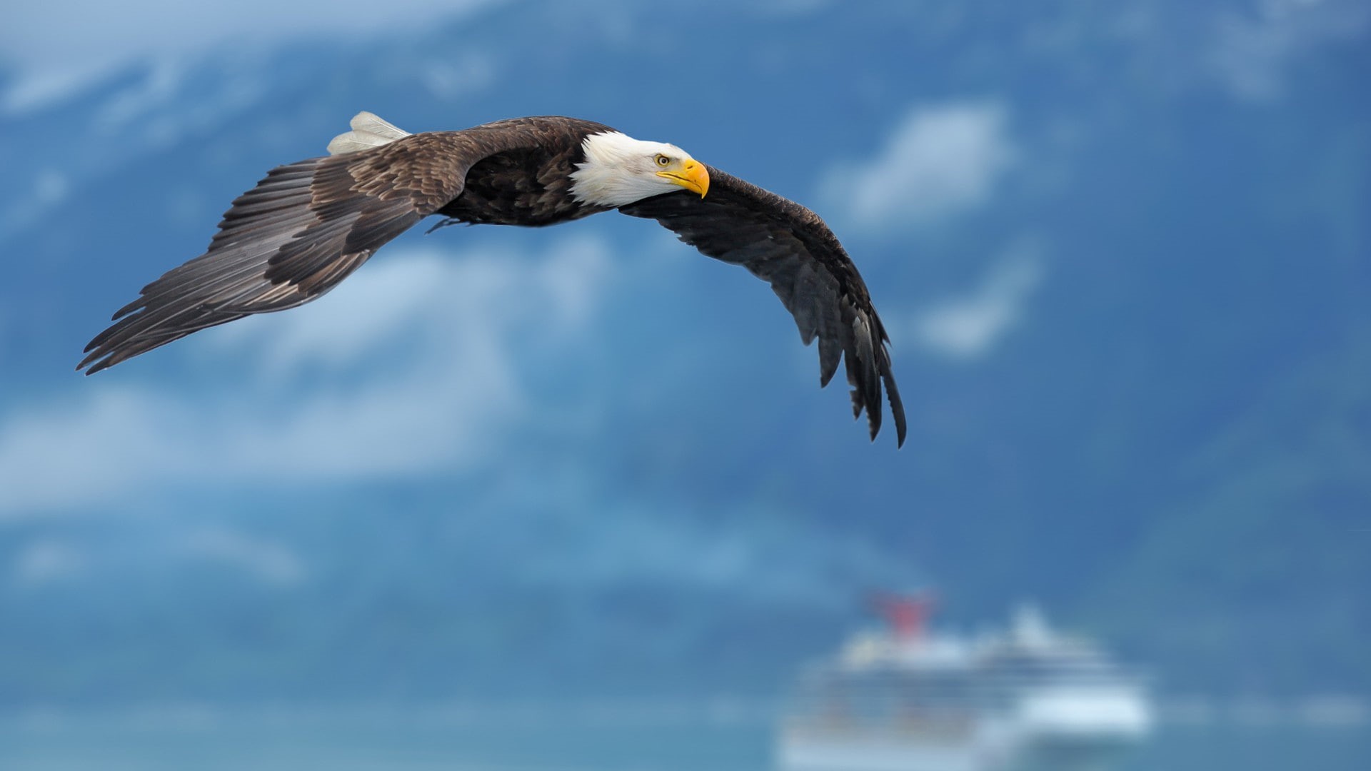 flying, animals, 1080P, bald, eagle, HD Wallpaper