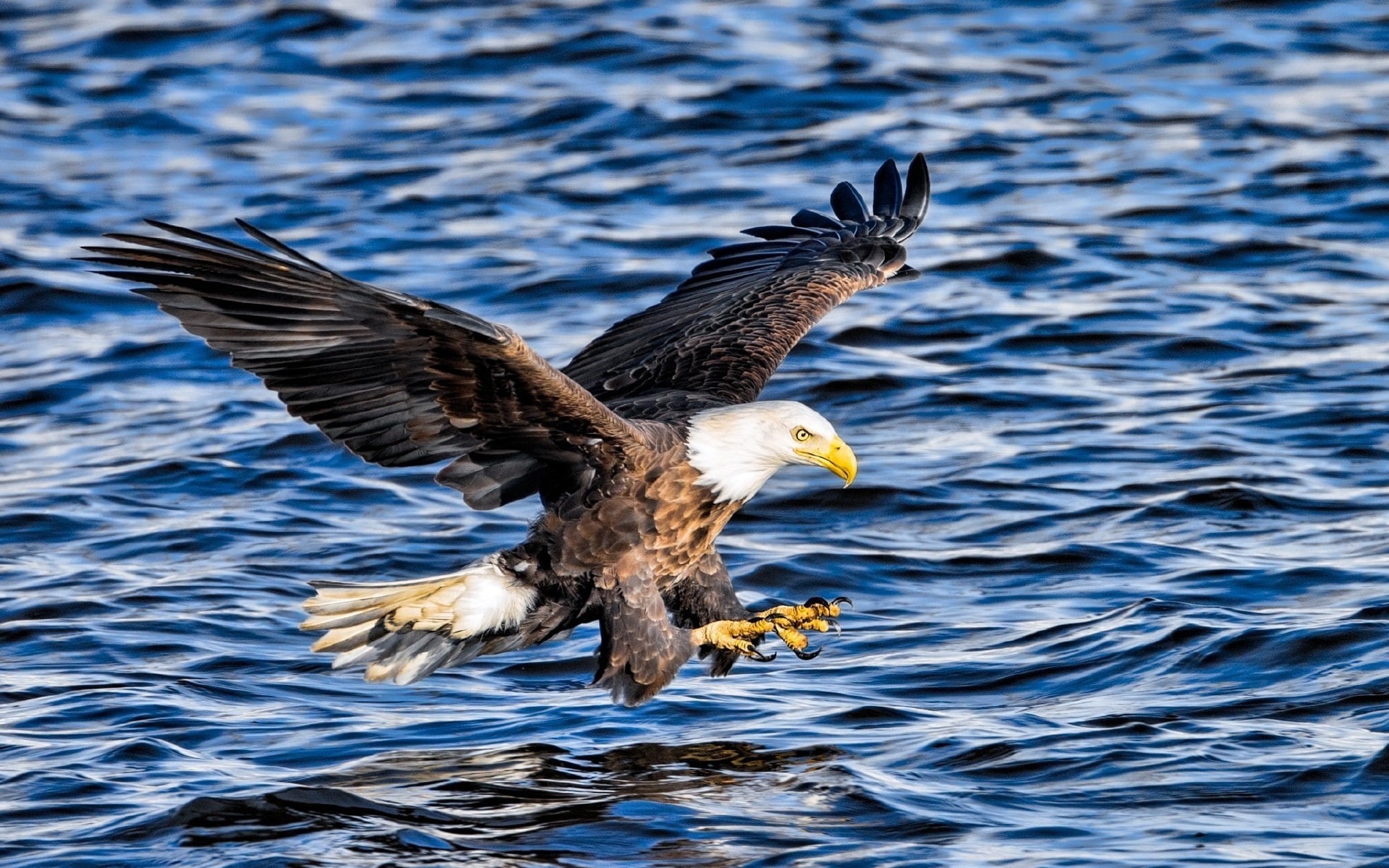 eagle, eagle - bird, bird of prey, fish, animal wildlife, animal themes, outdoors, bird, animals, day, no people, bald eagle, spread wings, waterfront, HD Wallpaper