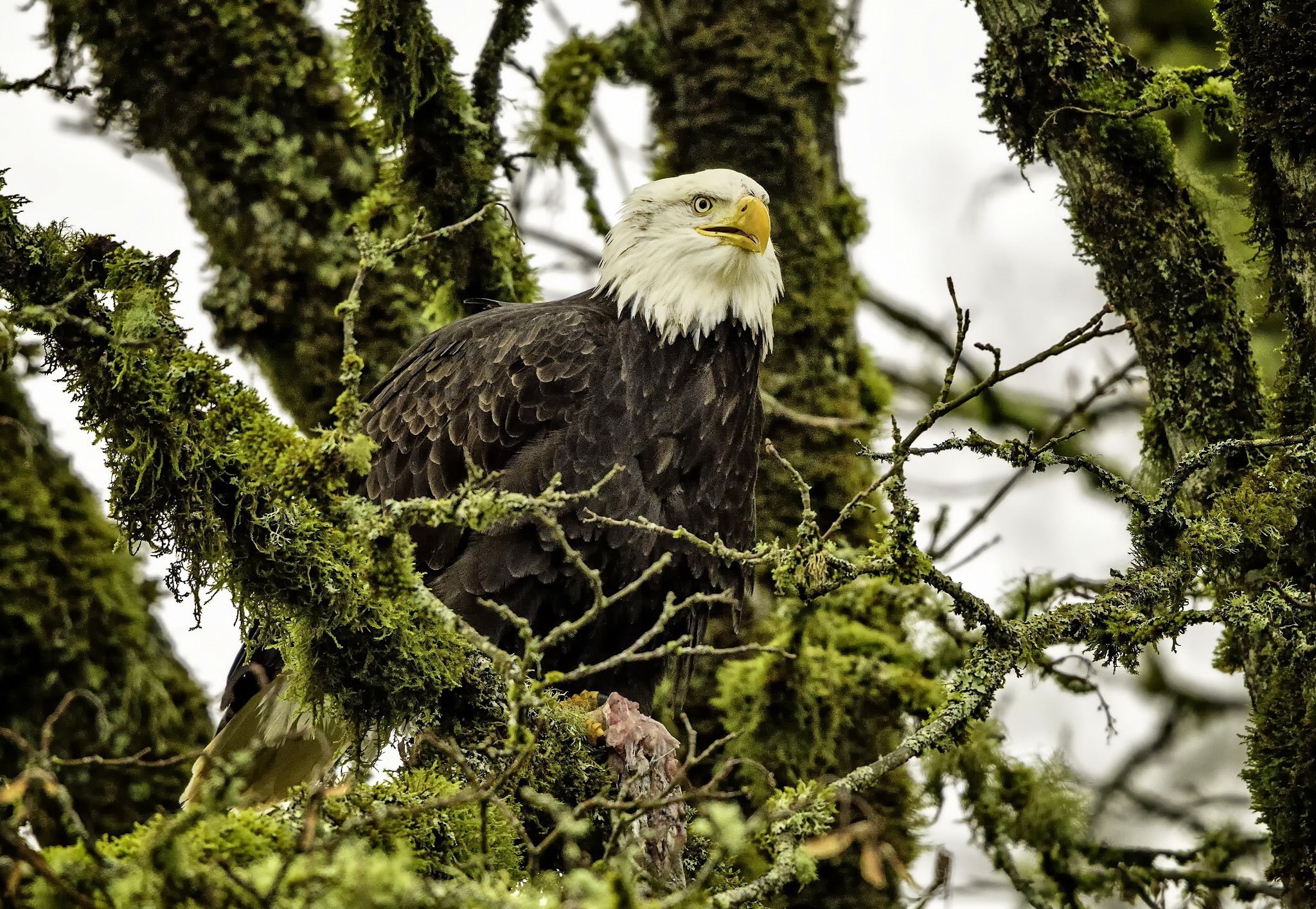 hawk, 1080P, branches, bald eagle, eagle, tree, bird, bald, HD Wallpaper
