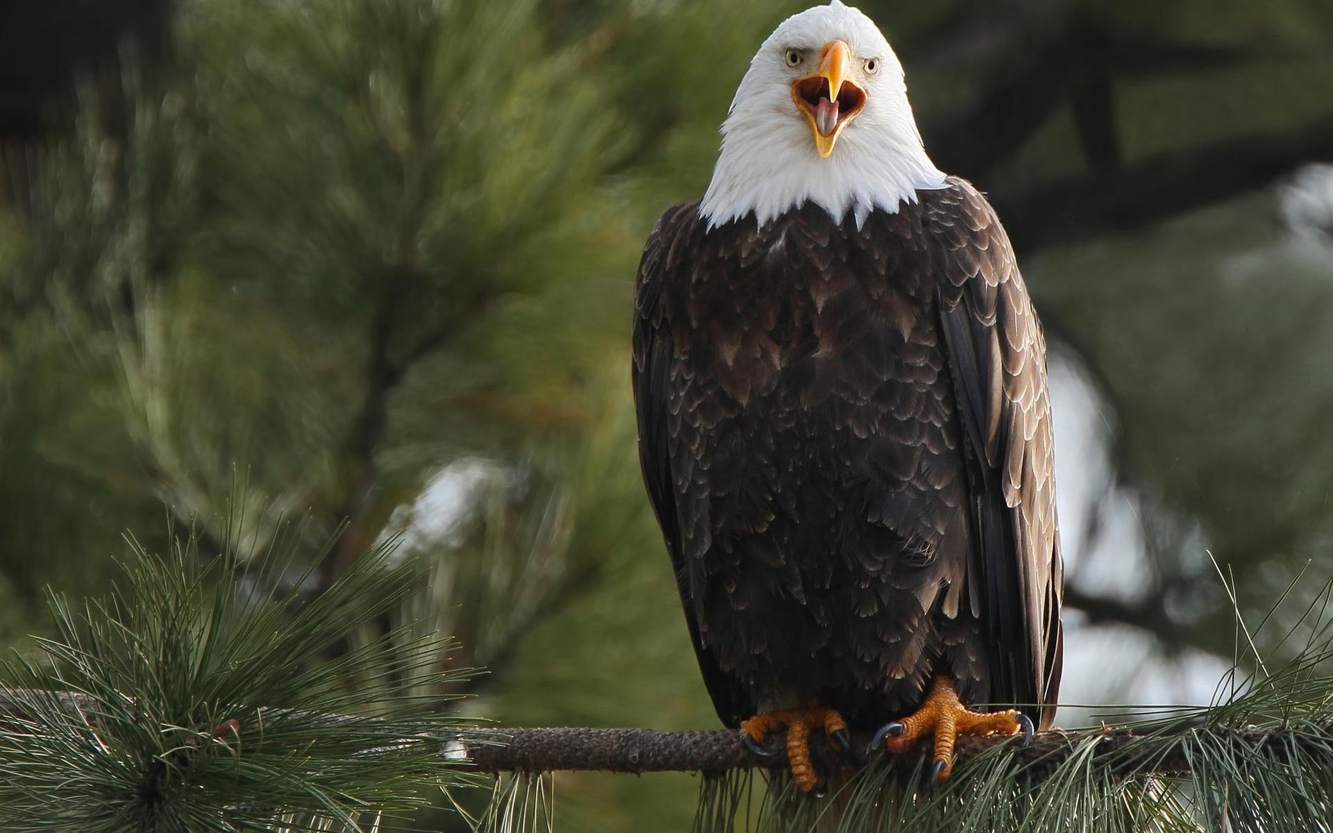 bald, animals, 1920x1200, 1080P, bird, bald eagle, eagle, branch, HD Wallpaper