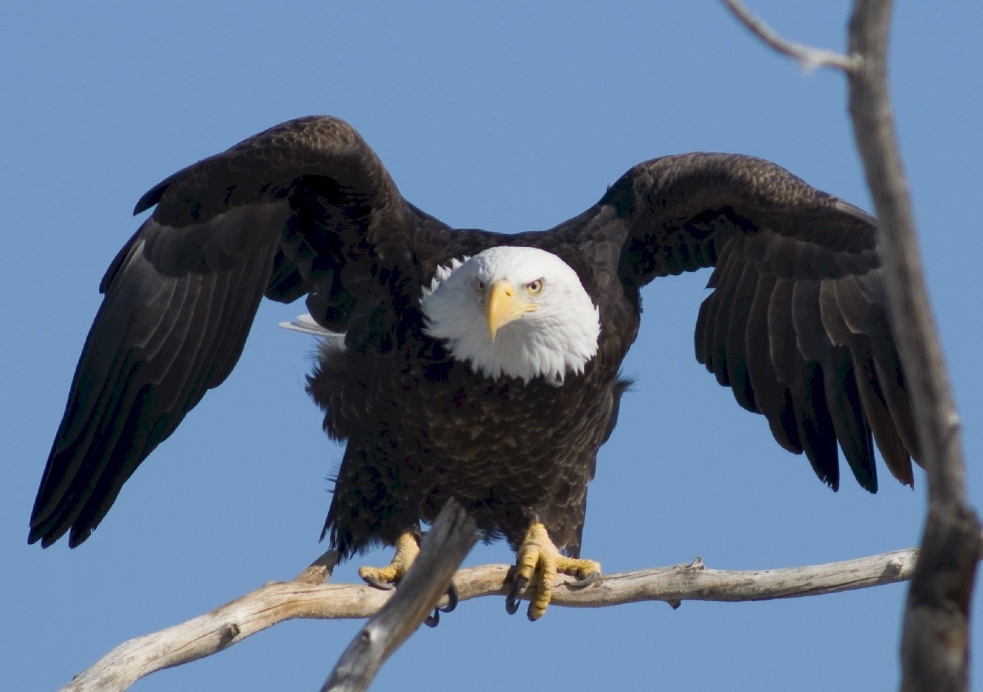 spread, eagle - bird, trunk, majestic, bald, perched, branch, low angle view, animal wildlife, one animal, 1080P, animal, vertebrate, perching, symbol, HD Wallpaper