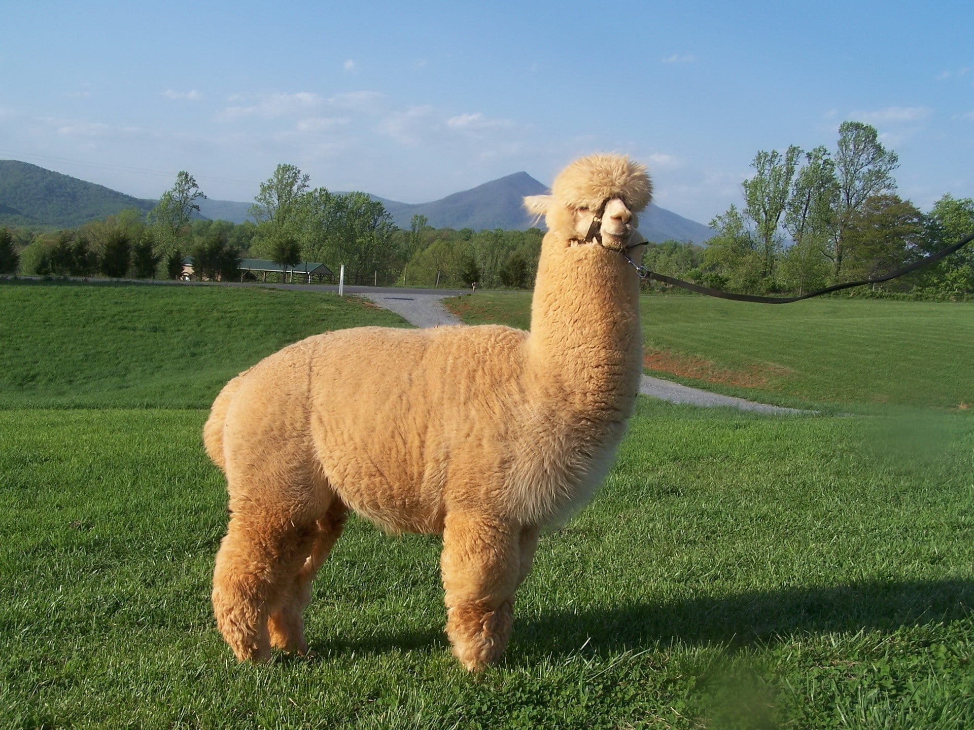 farm, animal, llama, one animal, plant, animal themes, standing, livestock, land, no people, inca, domestic animals, andes, alpaca, mountain, green color, HD Wallpaper