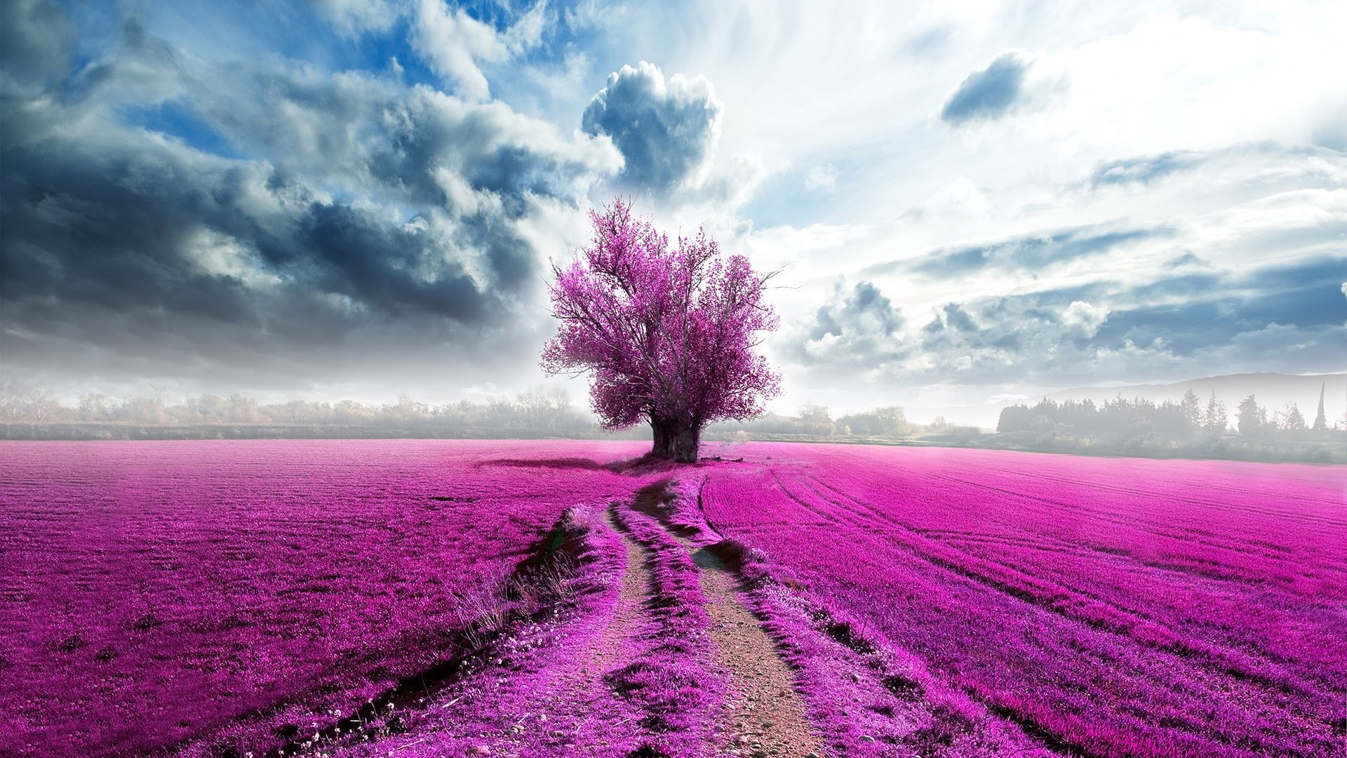 hill, landscaped, multi Colored, landscape, beauty In Nature, flower Head, plantation, no People, plant, leaf, scenics, lavender, provence-Alpes-Cote dAzur, HD Wallpaper