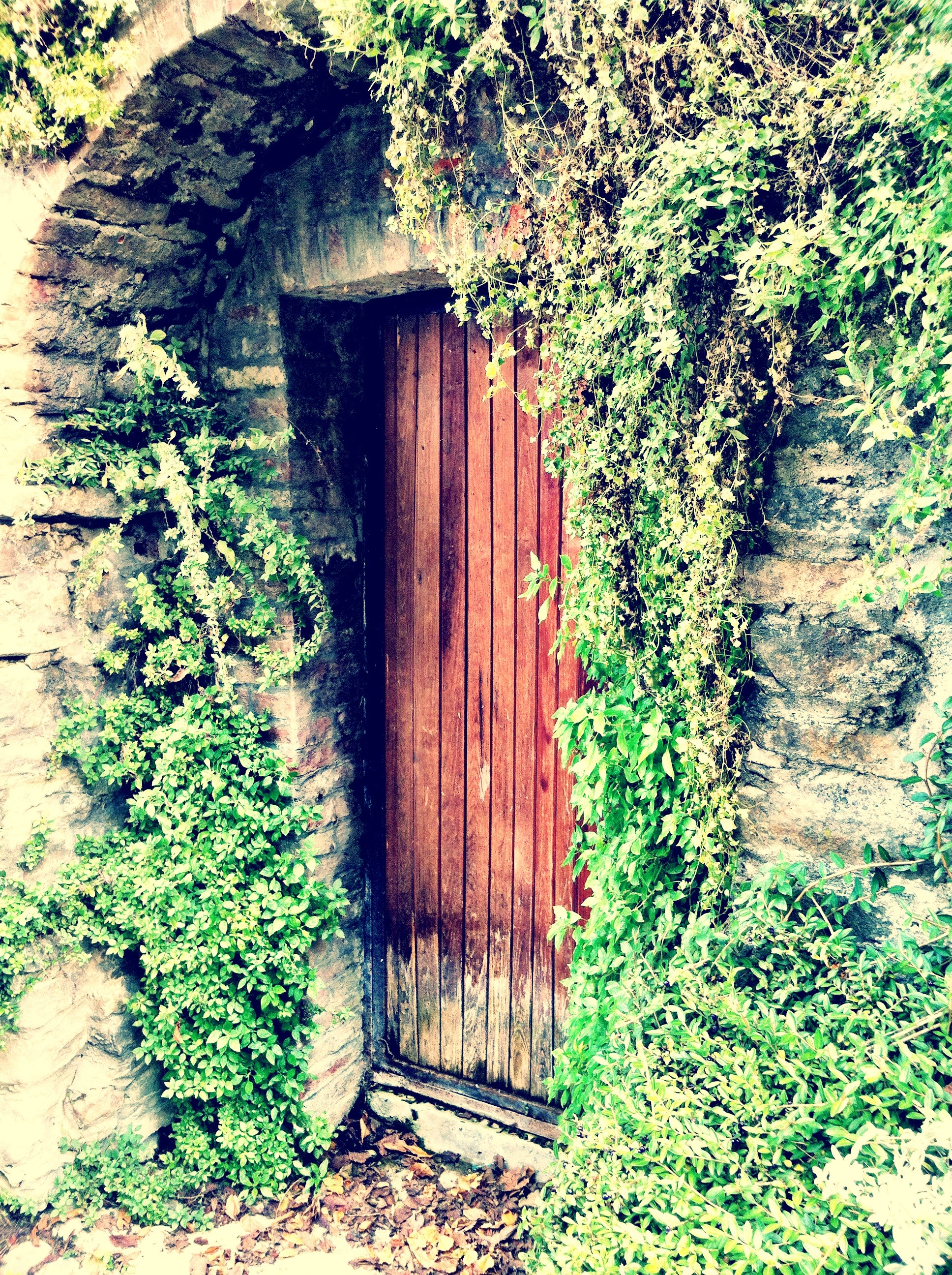 wood, rural Scene, door, building, old-fashioned, plant part, house, plant, entrance, day, architecture, 2K, leaf, outdoors, growth, nature, no people, Phone HD Wallpaper