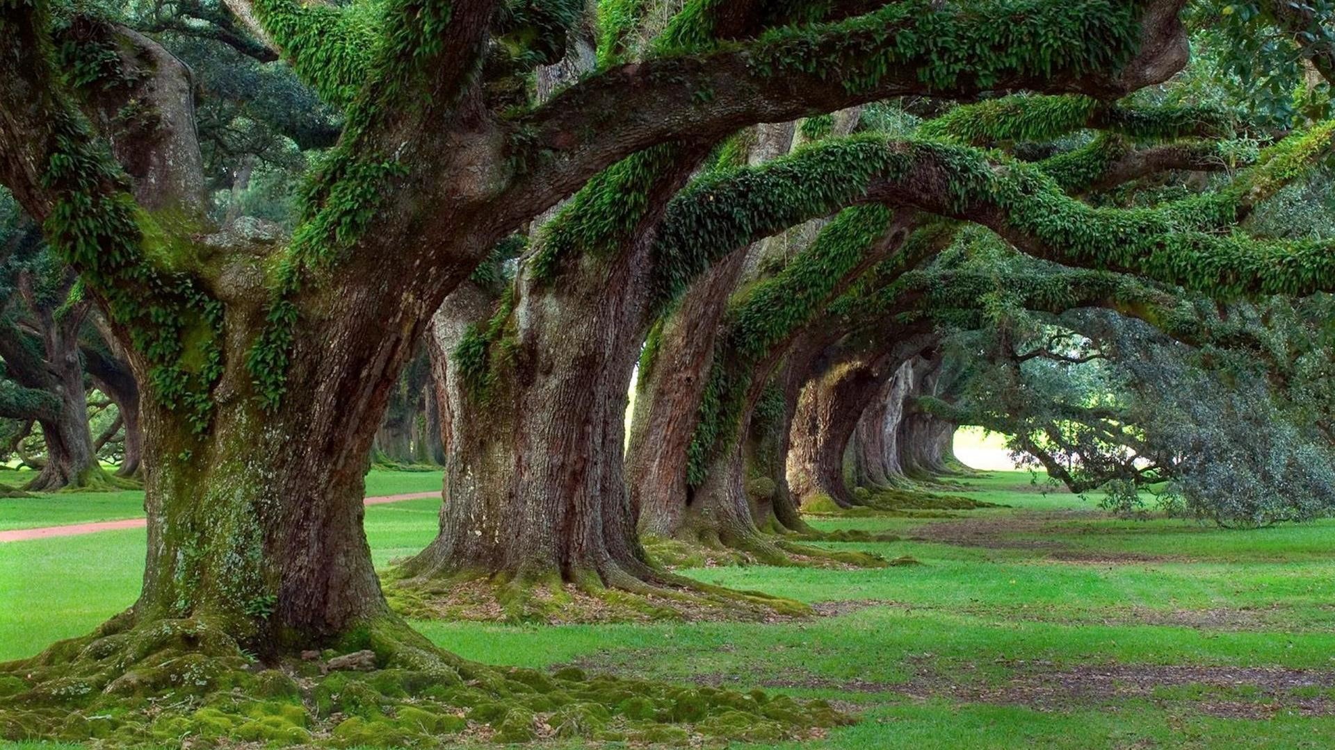 nature, oaks, oak trees, live, 1080P, plantation, 3d and abstract, oak, trees, alley, HD Wallpaper