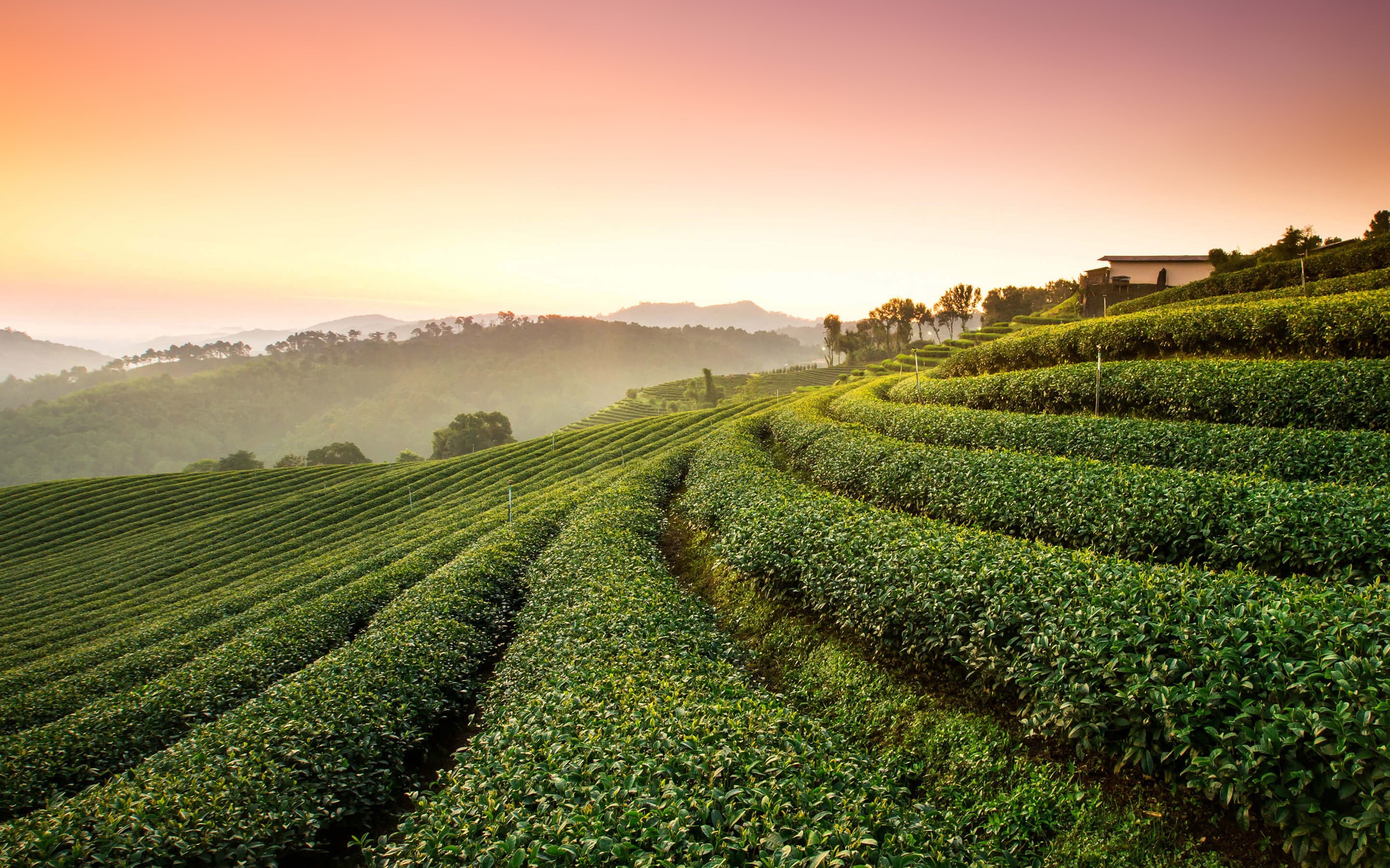 4k, 8k, Landscape, 2K, Tea, Plantation, HD Wallpaper