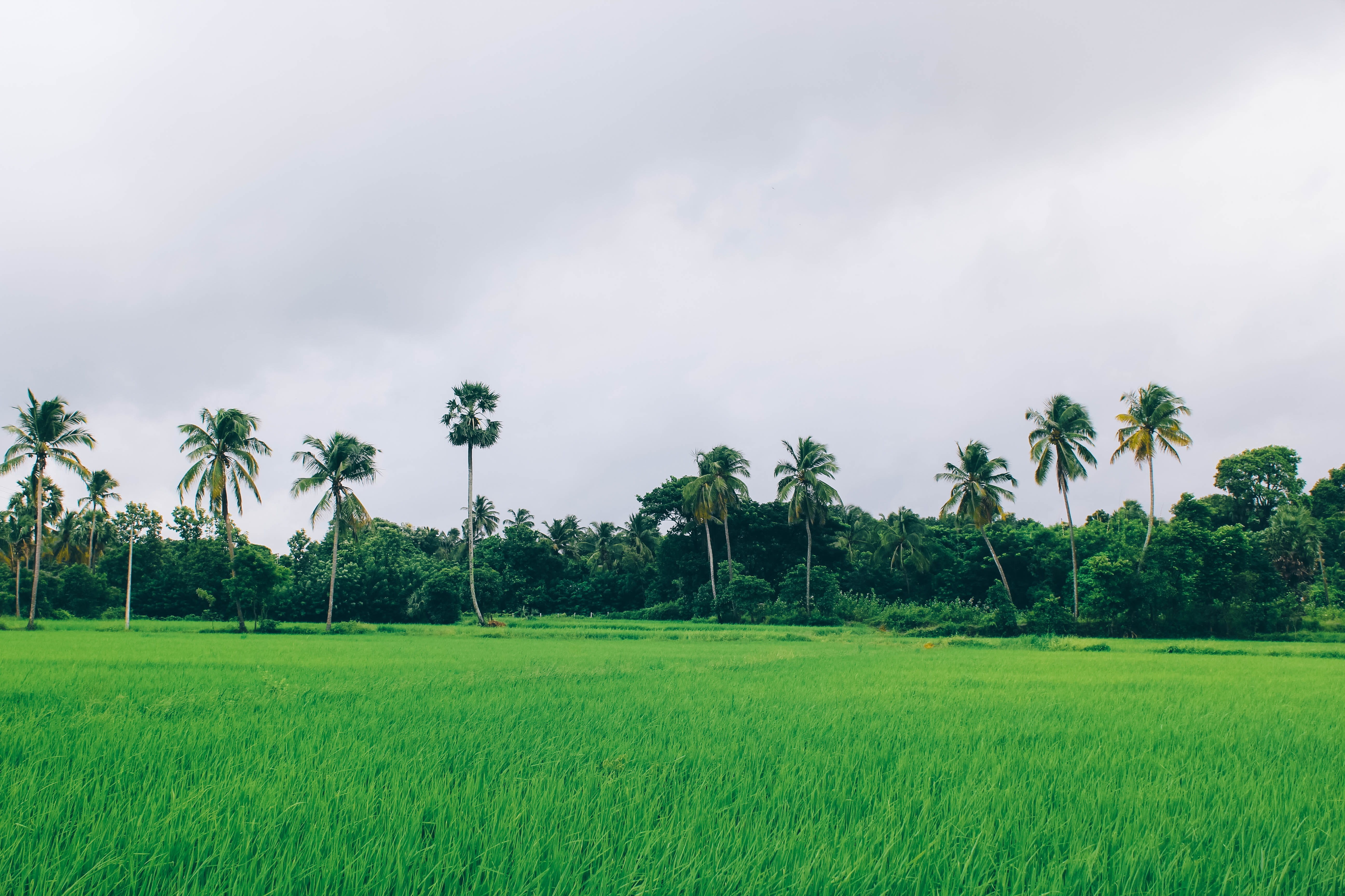 tranquil scene, field, 5K, godsowncountry, scenics - nature, environment, outdoors, plantation, tropical climate, no people, agriculture, cocunut, country, HD Wallpaper
