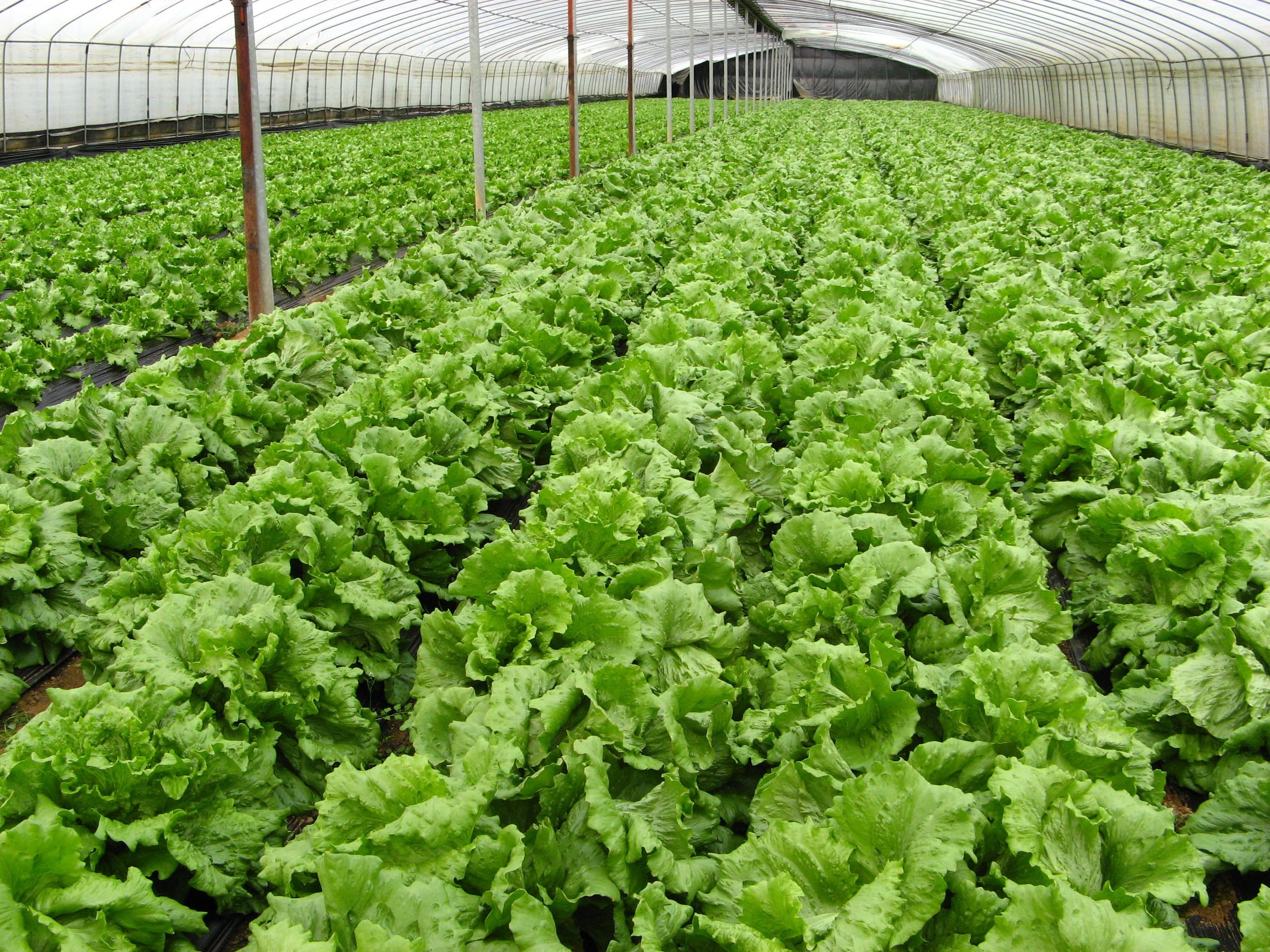 vegetable, growth, nature, lettuce, field, organic, cultivated, no people, agriculture, showing, industry, greenhouse, plant, Organic, food, Farm, crop, HD Wallpaper