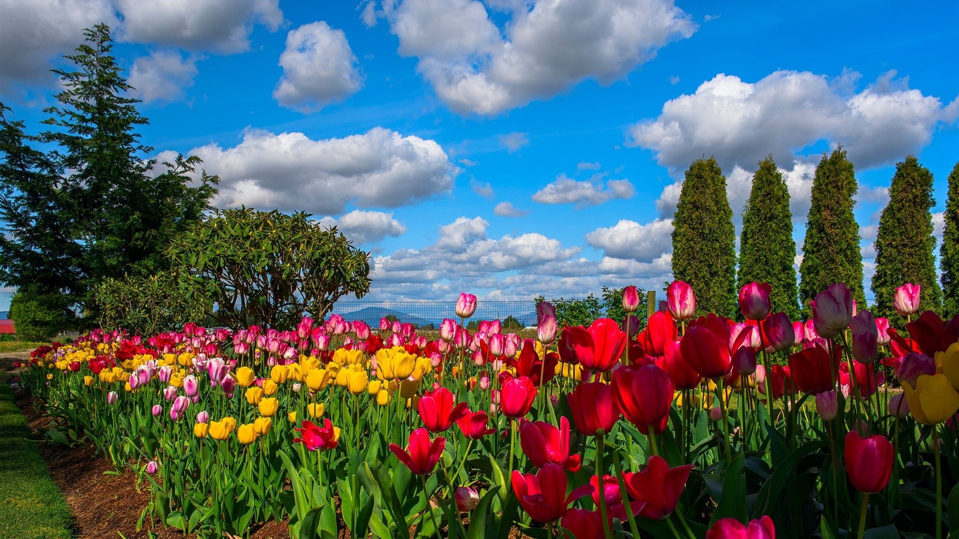 Tulips, Many, Flowers, 1080P, Sky, Field, Trees, Clouds, HD Wallpaper