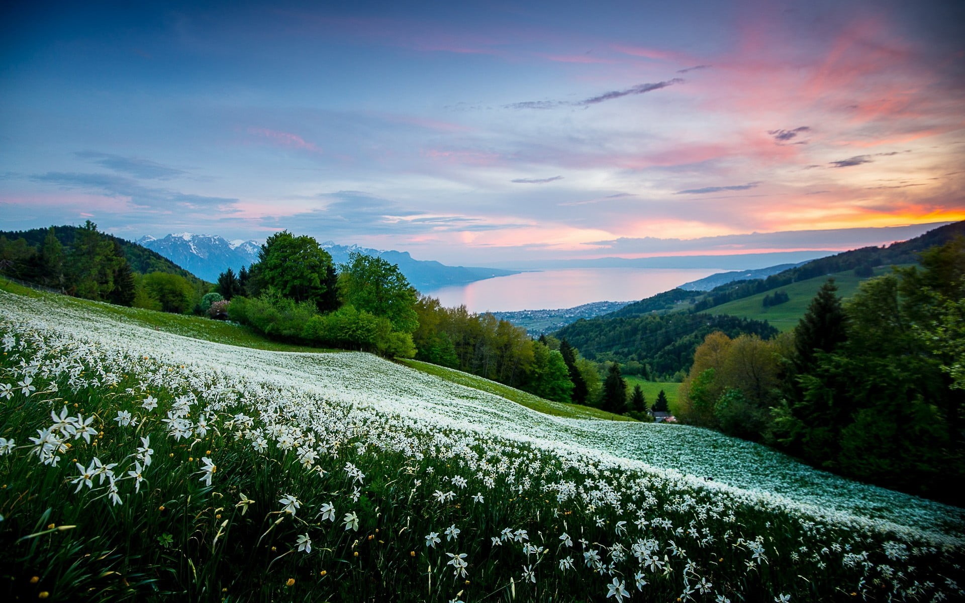plant, 1080P, green color, grass, mountains, field, tranquility, petaled, sky, trees, sunset, beauty in nature, sea, bay, mountain, landscape, non-urban scene, HD Wallpaper