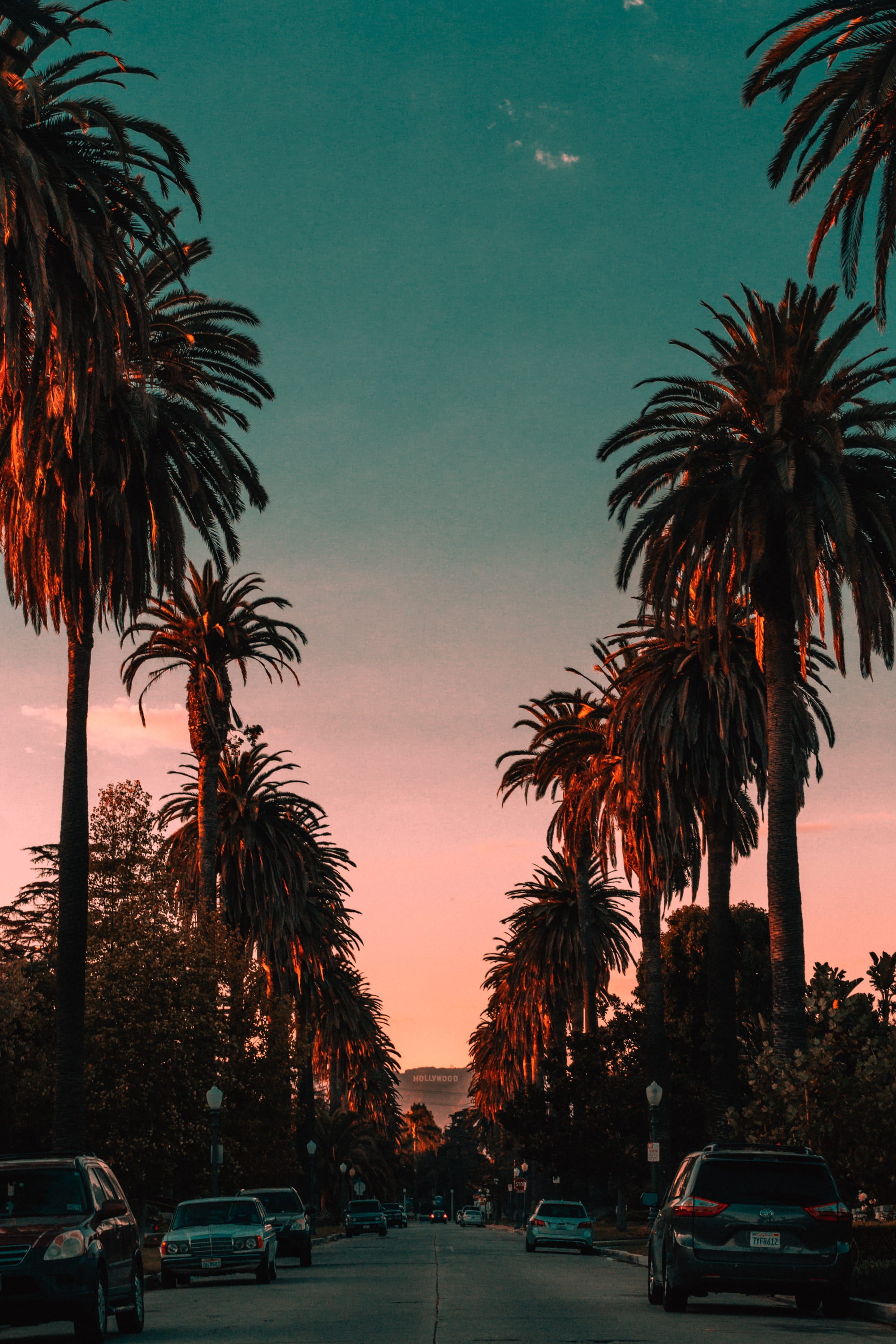 sign, no people, californium, hollywood, trees, beauty in nature, tropical climate, motor vehicle, outdoors, parked, concrete, palm tree, car, sunset, architecture, Phone HD Wallpaper