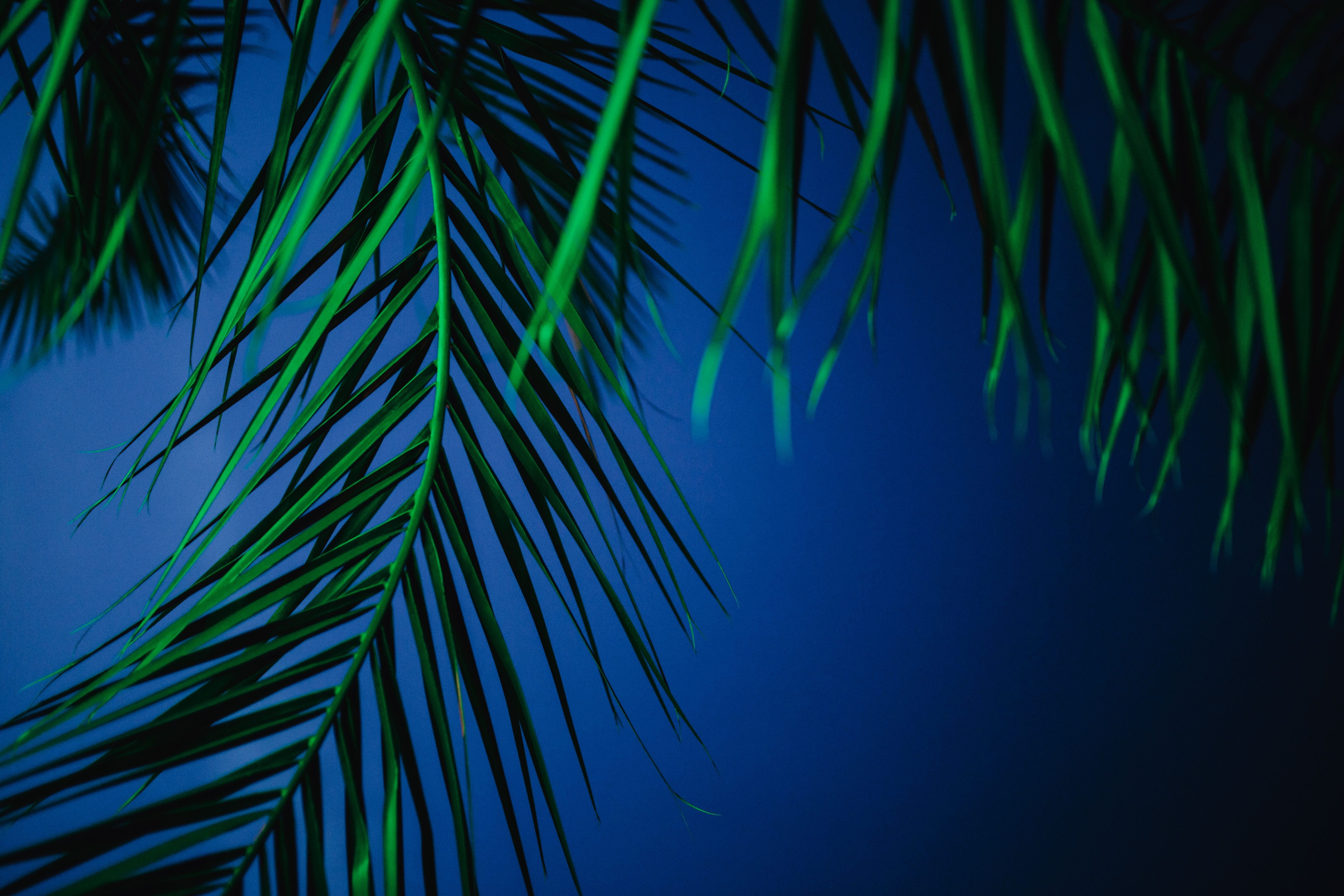 trees, coconut Palm Tree, green Color, tranquility, sago palm, backgrounds, plant part, illumination, tropical, frond, day, abstract, color, sky, summer, HD Wallpaper
