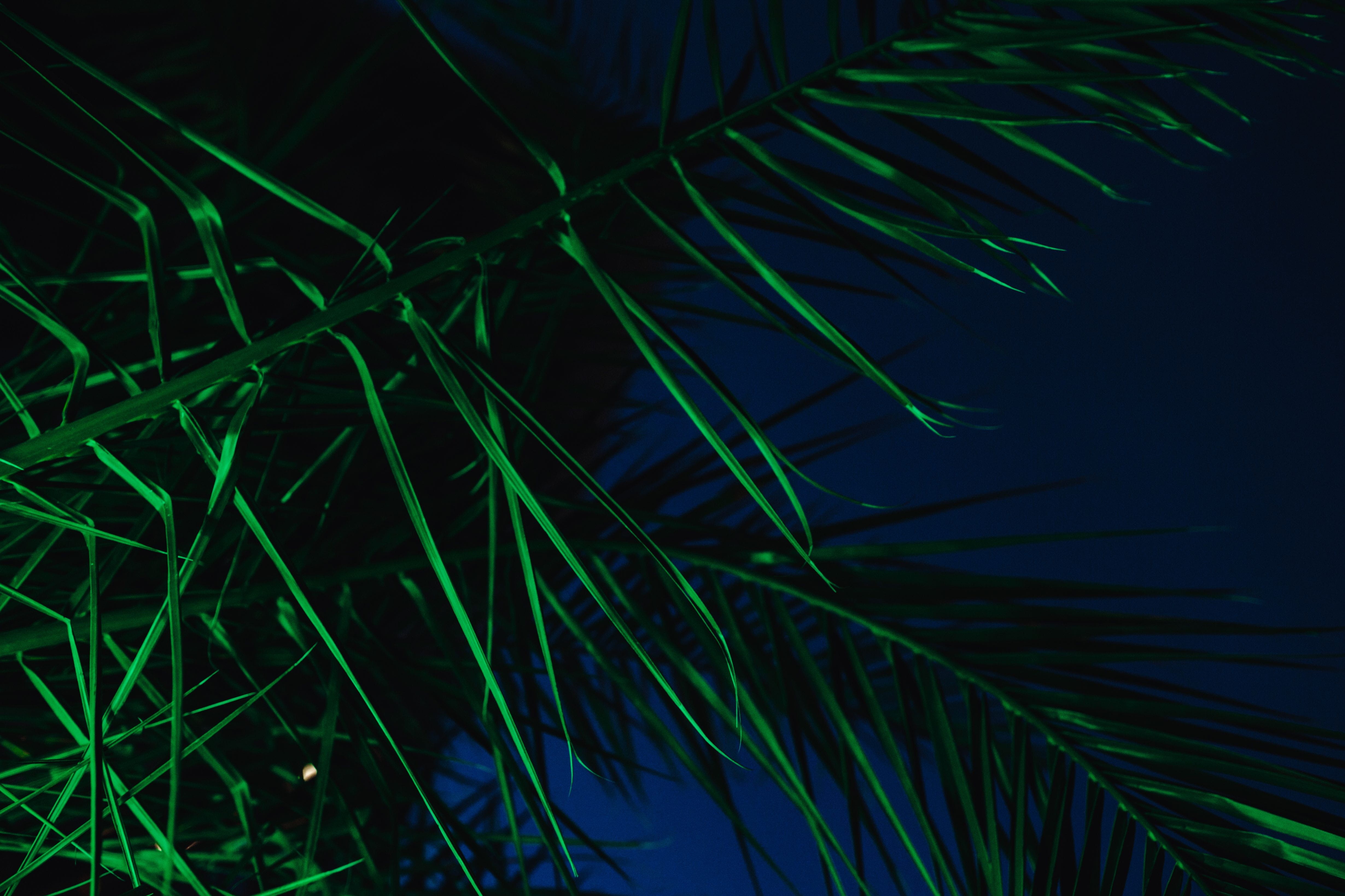 color, blue, tree, plant part, tropical climate, close-up, backgrounds, tropical, 4K, tranquility, night, illuminated, abstract, sago palm, outdoors, nature, HD Wallpaper