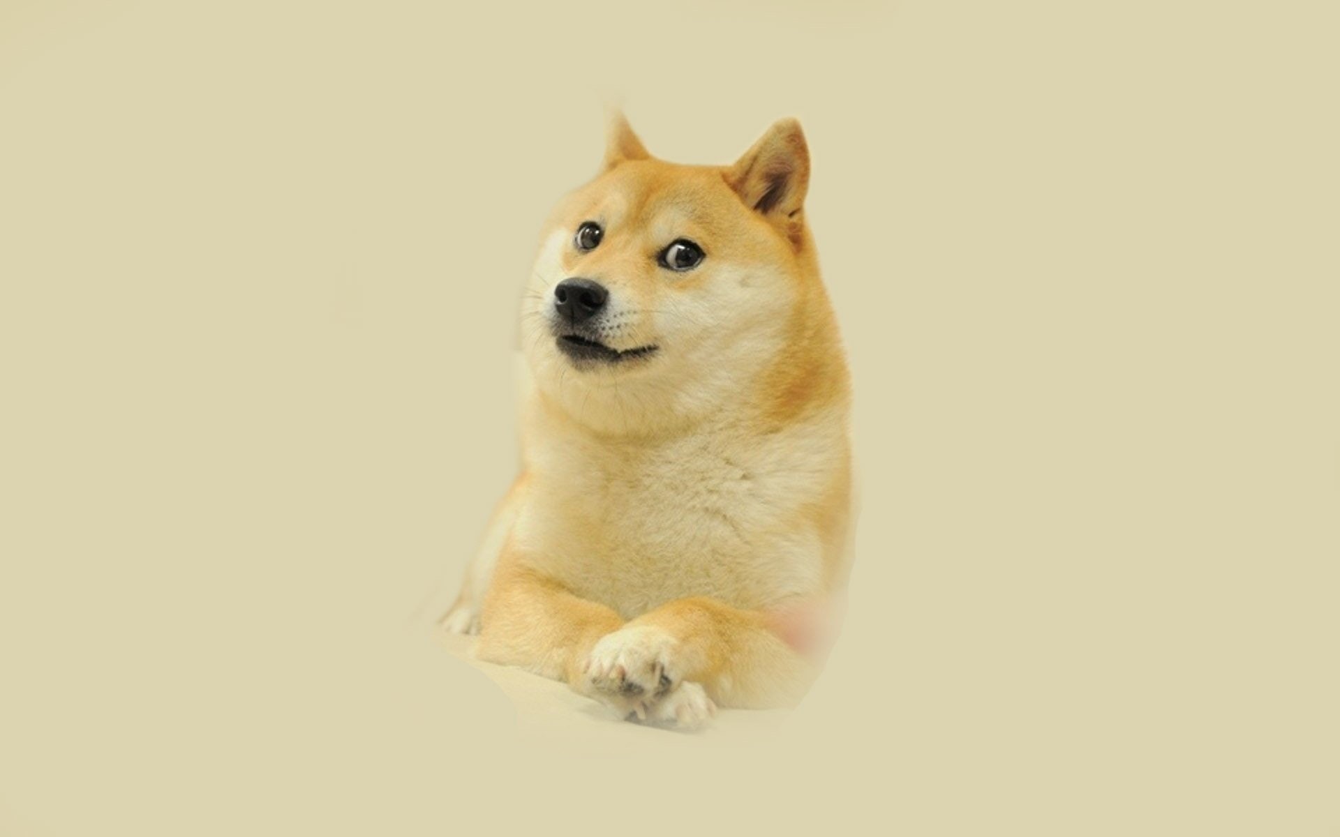 1080P, Doge, Shiba Inu, Humor, HD Wallpaper