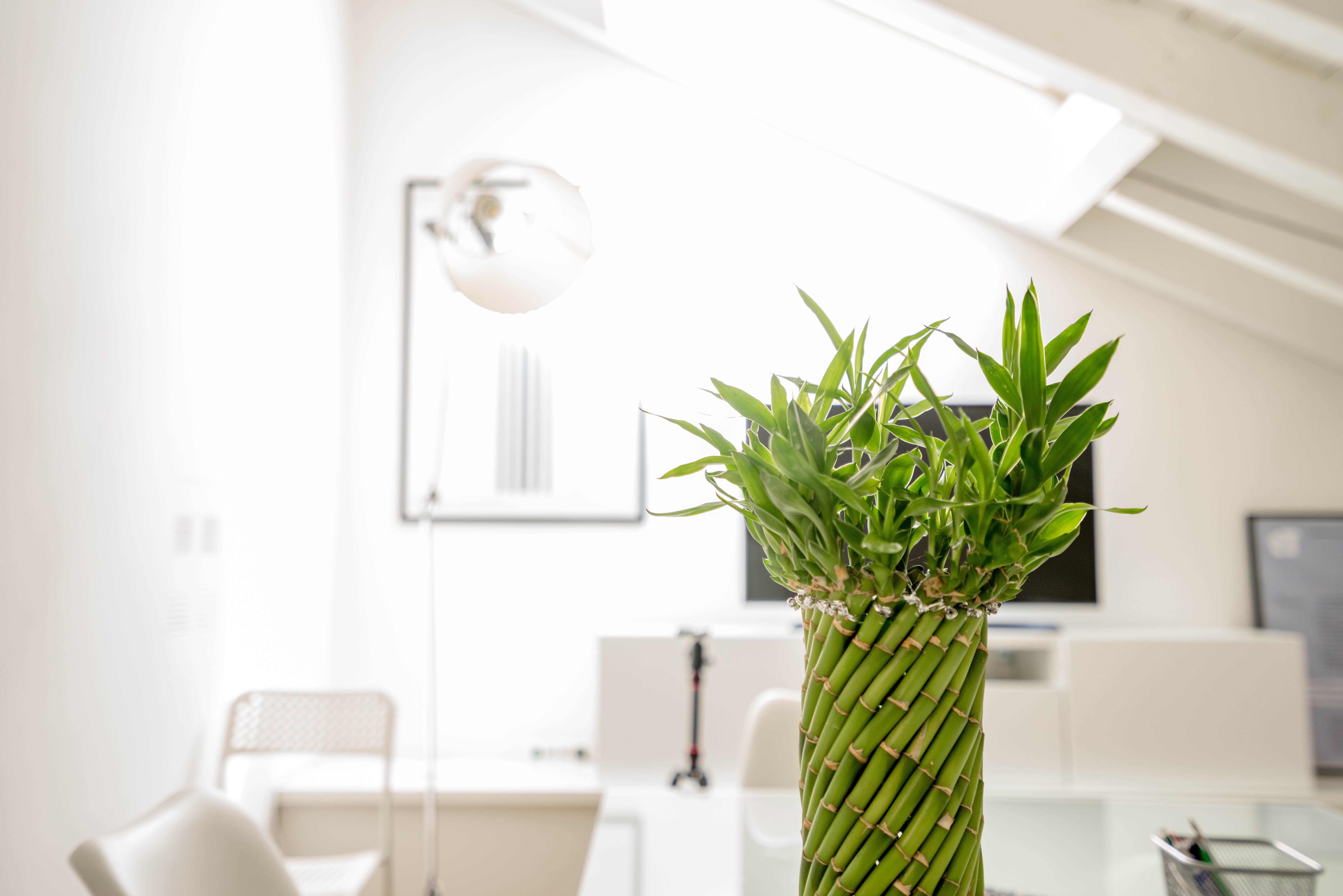 growth, lighting equipment, indoors, electric lamp, interior, white, nature, pottery, absence, interior design, work, lucky, leaf, chair, 5K, no people, HD Wallpaper