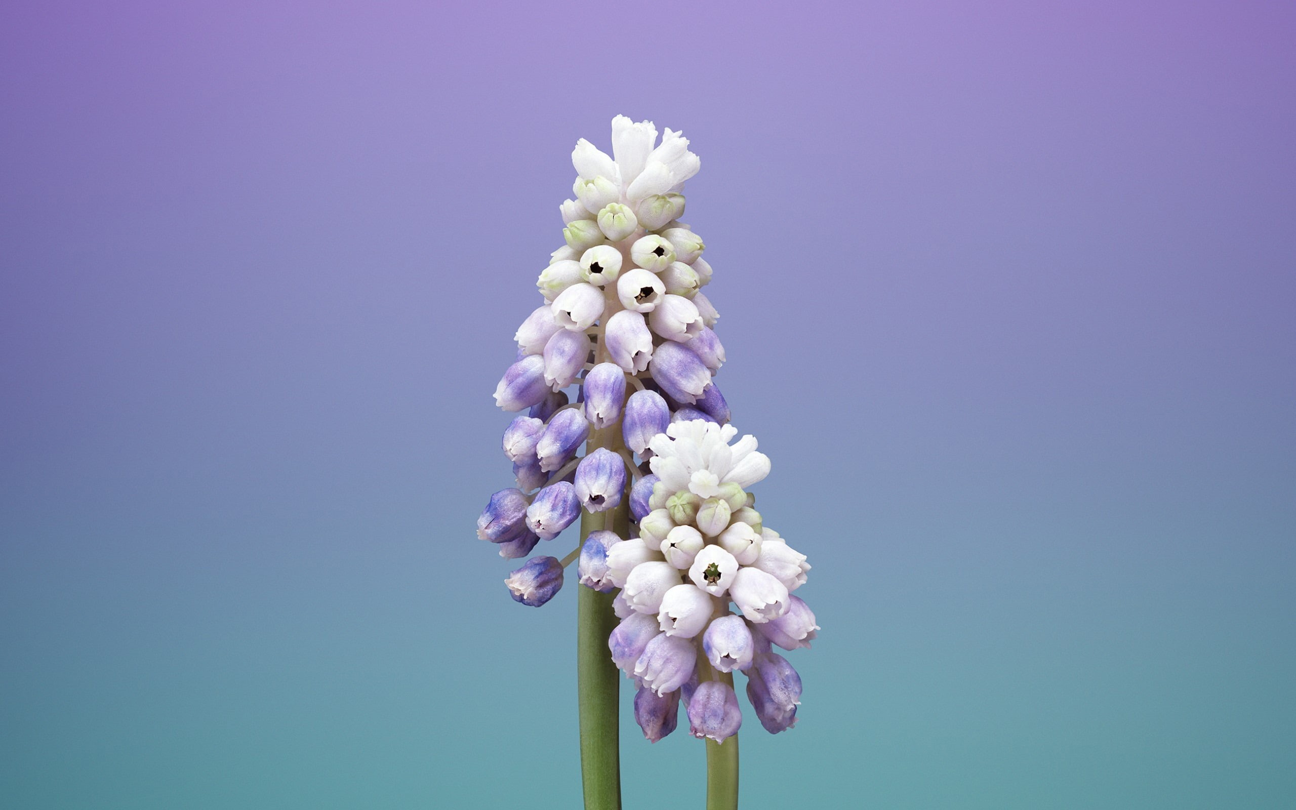 lilac, iphone, flower arrangement, outdoors, plant, day, springtime, blue background, copy space, 2K, colored background, clear sky, fragility, HD Wallpaper