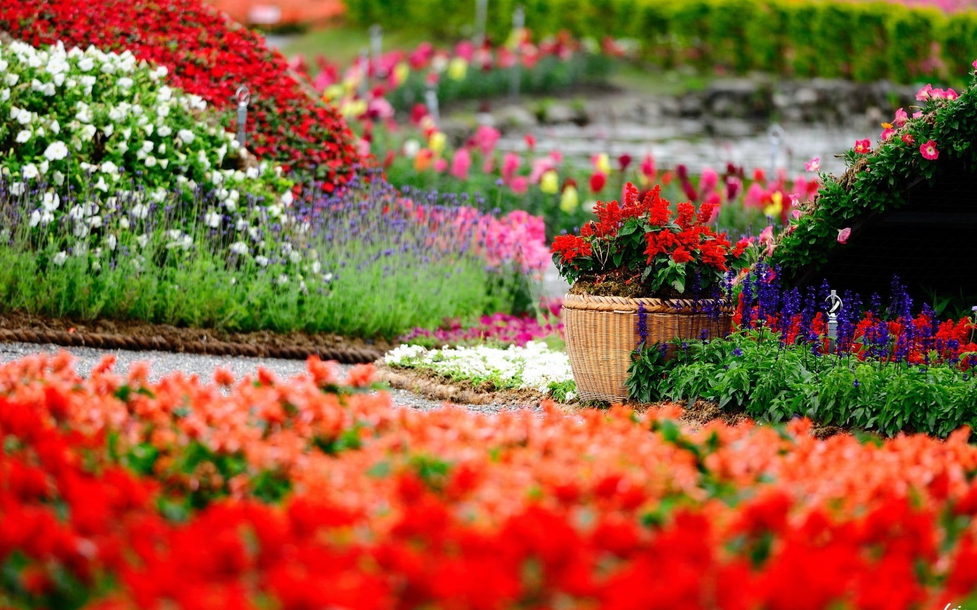 nature, 1080P, color, baskets, garden, flower head, multi colored, growth, freshness, environment, plant, gardening, colorful, botany, flower, flowerpot, HD Wallpaper