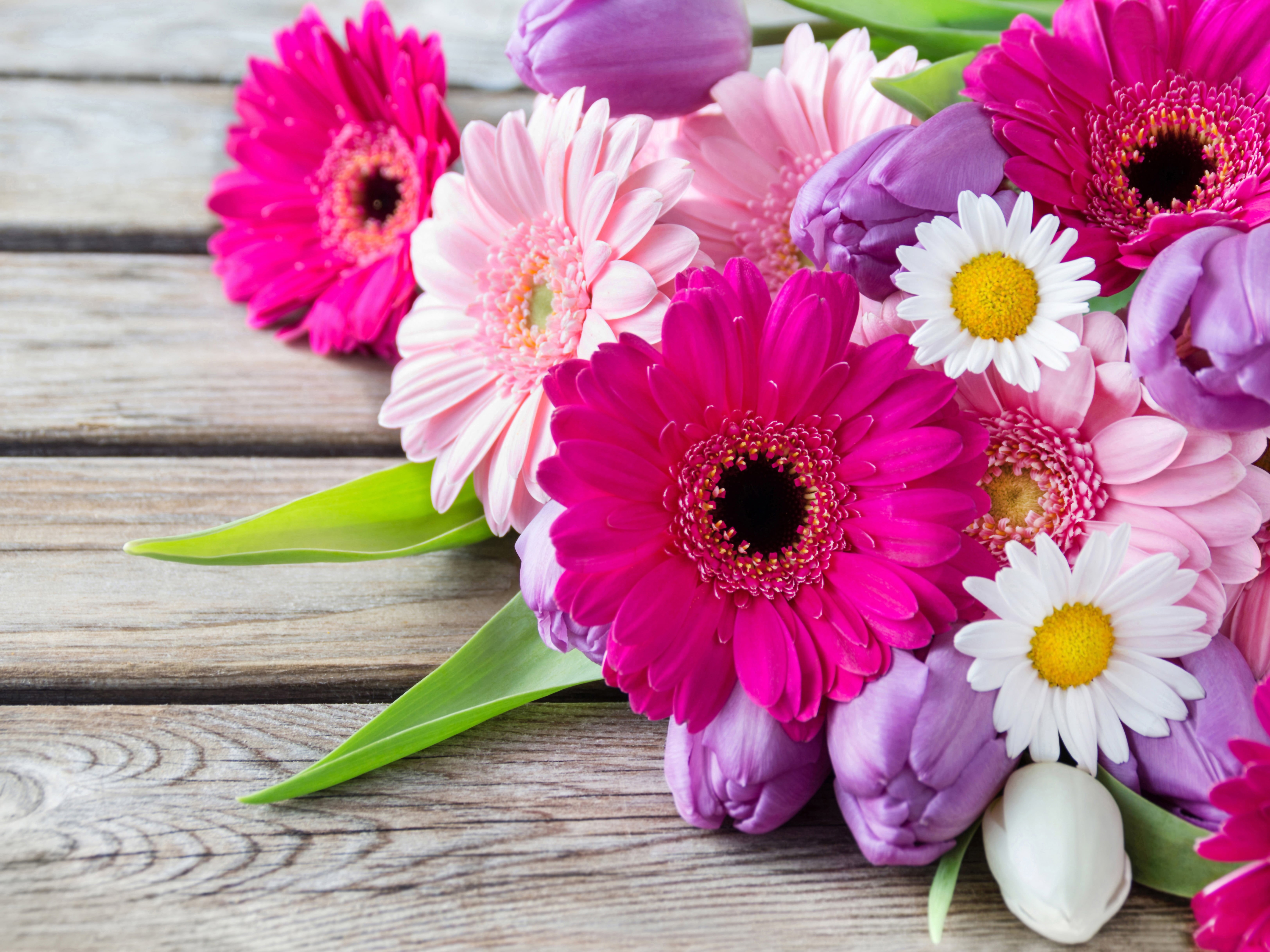 gerbera, romance, gerbera Daisy, backgrounds, flower arrangement, table, 5K, yellow, decoration, fragility, blossom, space, chamomile, cut Flowers, love, HD Wallpaper