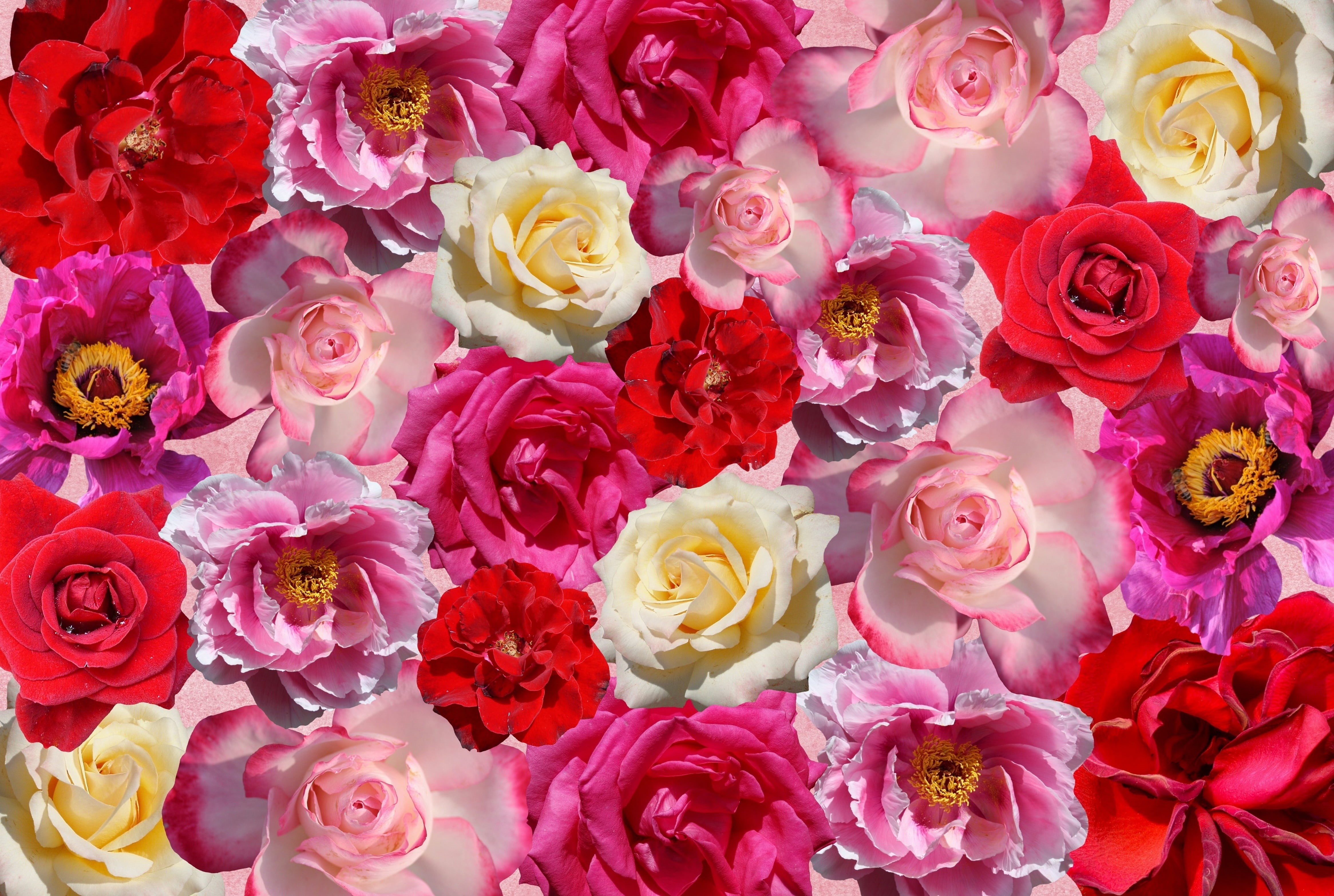 flower, valentines day, freshness, illustration, plant, petal, assorted, decoration, pink, rose bloom, flowering plant, high angle view, inflorescence, HD Wallpaper