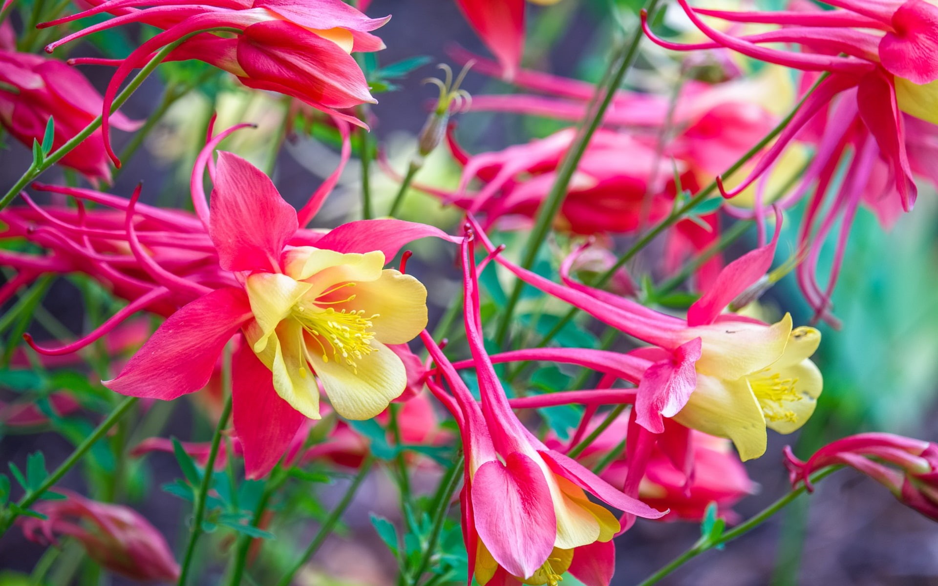 1080P, Yellow, Garden, Petals, Pink, Flowers, HD Wallpaper