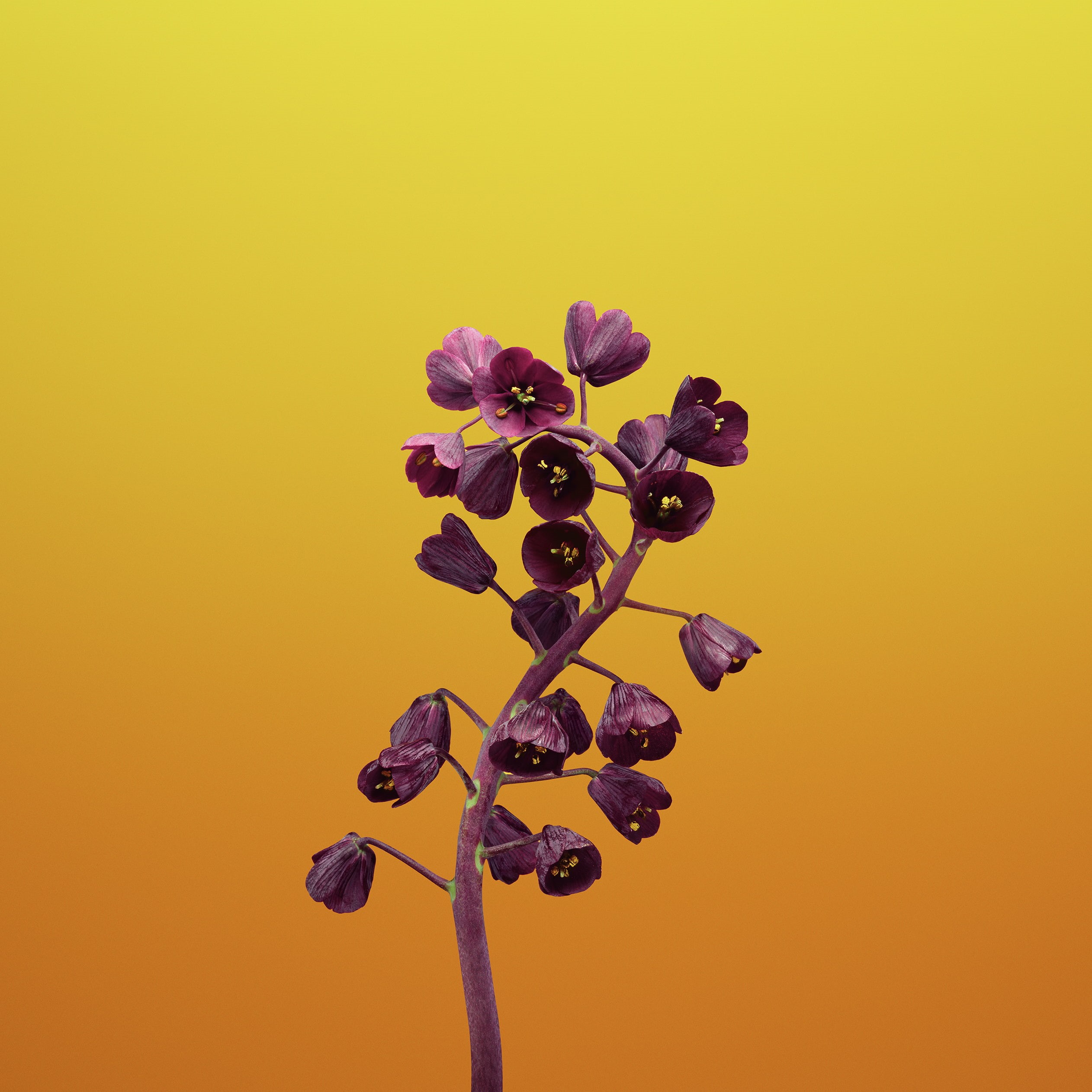 iPhone, close-up, vulnerability, freshness, inflorescence, fragility, yellow, flower, flowering plant, iPad, studio shot, orange background, no people, Phone HD Wallpaper