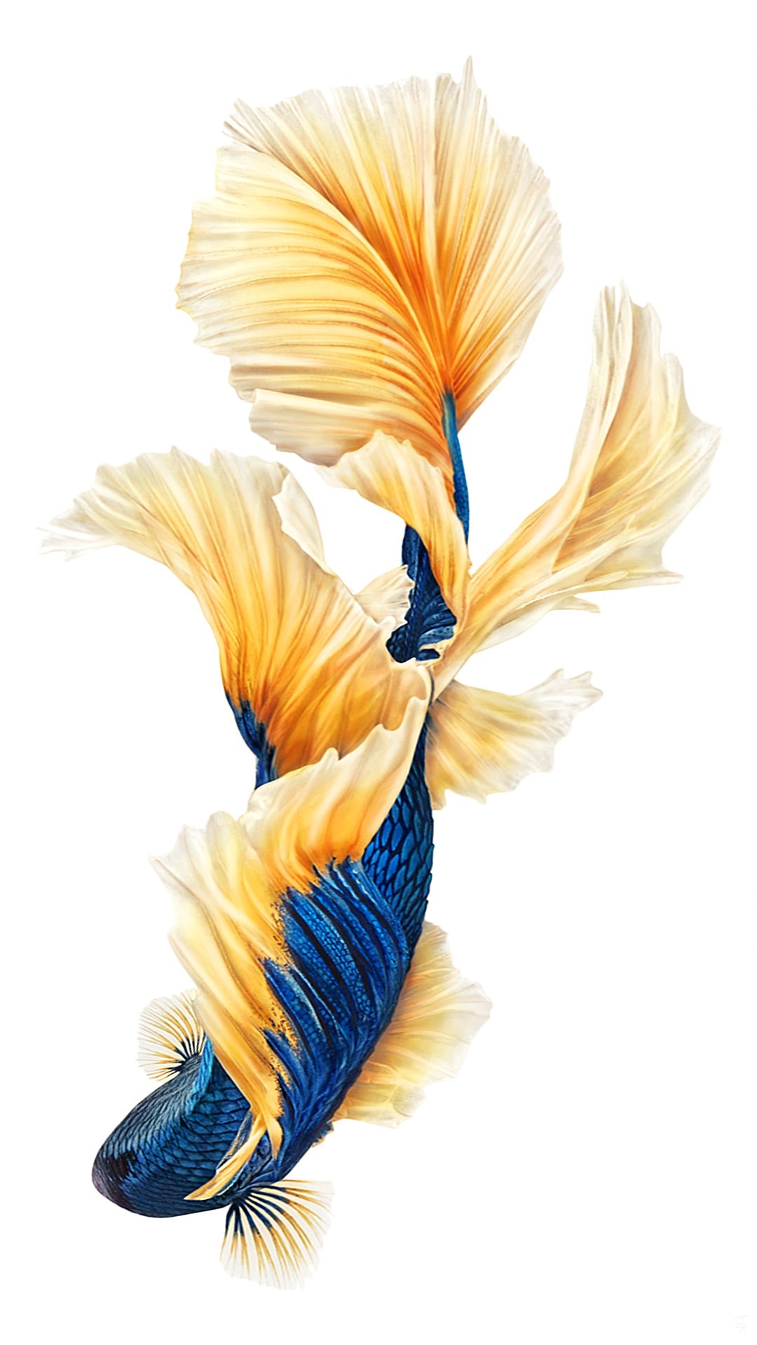 iOS, iPhone, Siamese fighting fish, 1080P, iPad, Ipod, fish, Phone HD Wallpaper