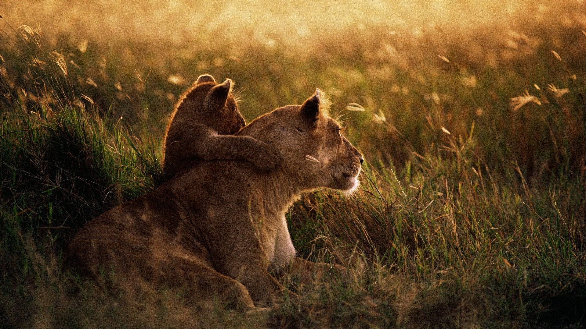 tattoos, 1080P, mac, Cool, 1920x1080, African, animals, Lion, HD Wallpaper