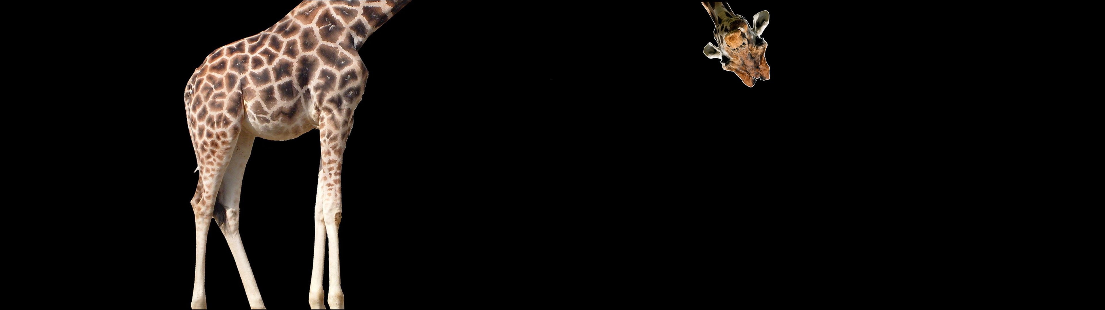 cut out, animal head, md, one animal, 4K, animal, nature, Lol, animal wildlife, studio shot, bird, Humour, animal themes, monitor, giraffe, Drole, screen, HD Wallpaper
