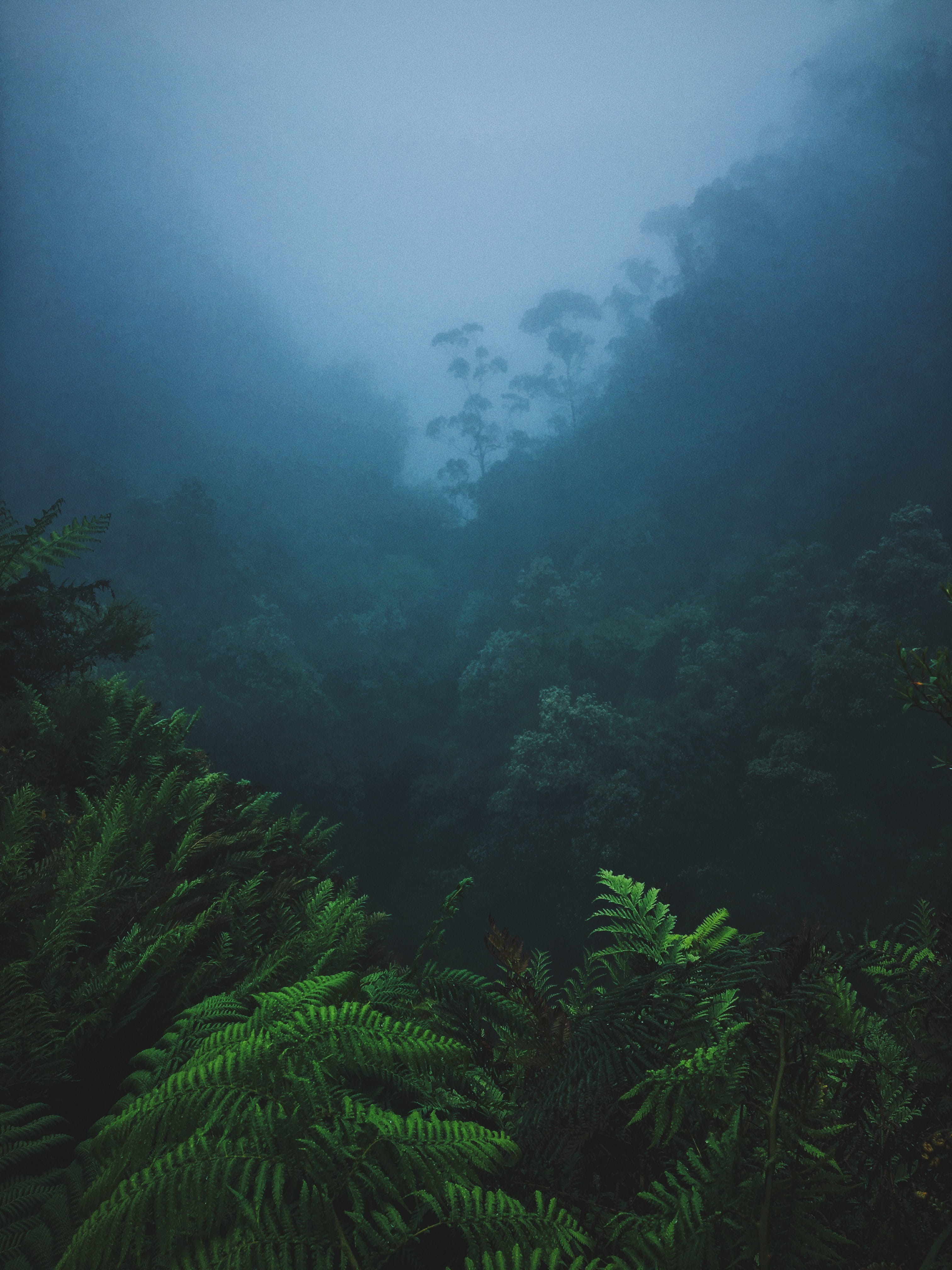 green, environment, growth, outdoors, foliage, 4K, fern, mystery, tranquility, trees, tranquil scene, tree, forest, beauty in nature, australia, scenics - nature, Phone HD Wallpaper