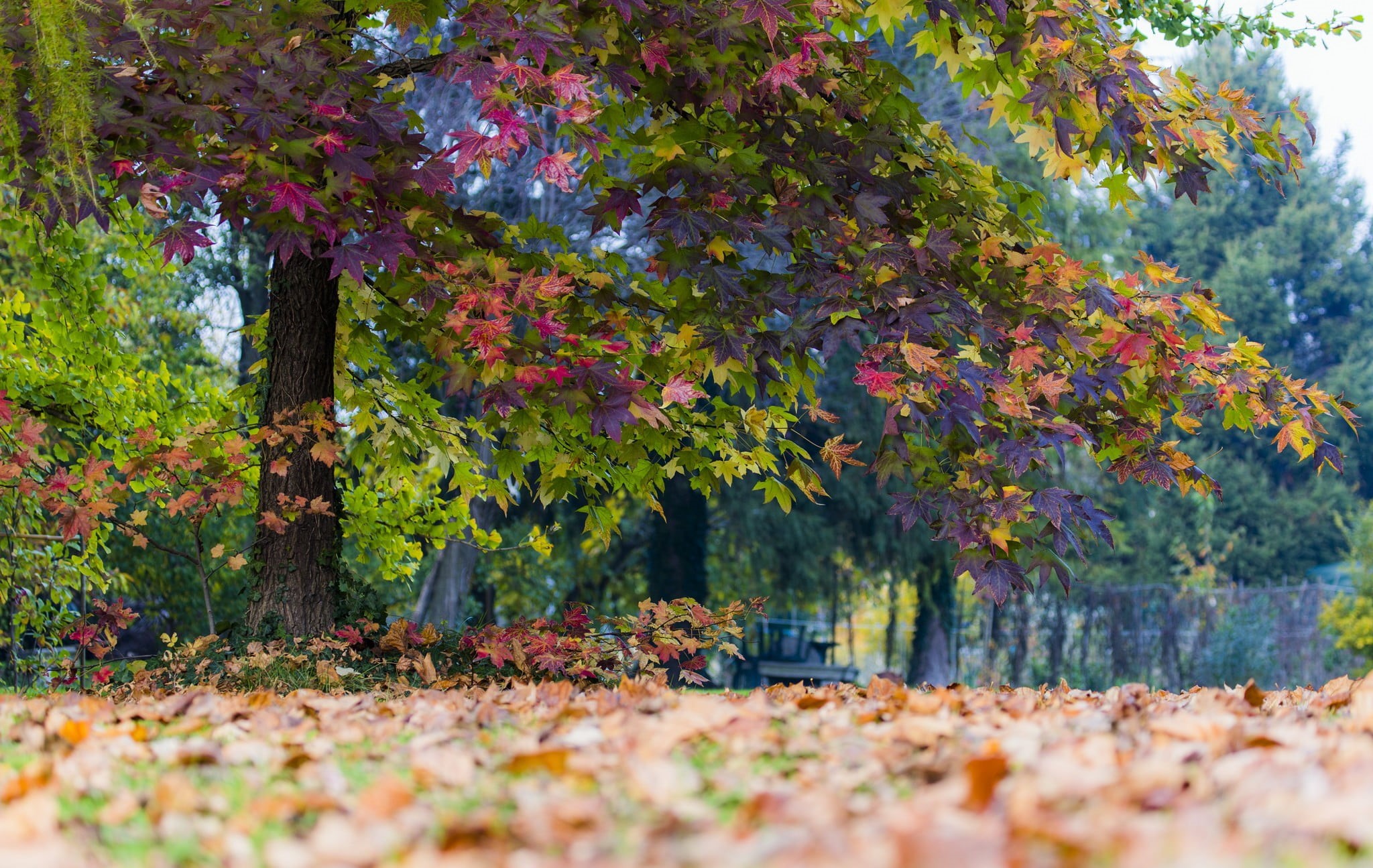 sunlight, land, tree, change, tranquil scene, autumn, freshness, outdoors, leaf, nature, tranquility, growth, dried, park, beauty in nature, falling, leaves, HD Wallpaper
