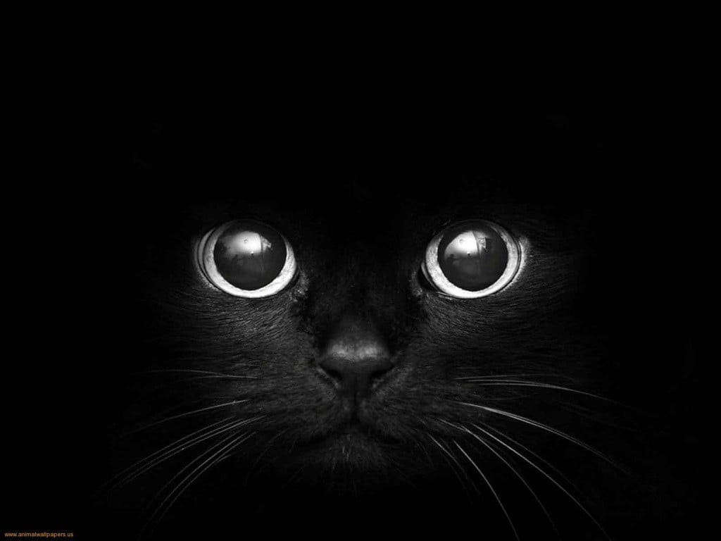 eye, portrait, front view, one animal, animals, monochrome, animal themes, animal body part, studio shot, looking at camera, 480P, ominous, black background, HD Wallpaper