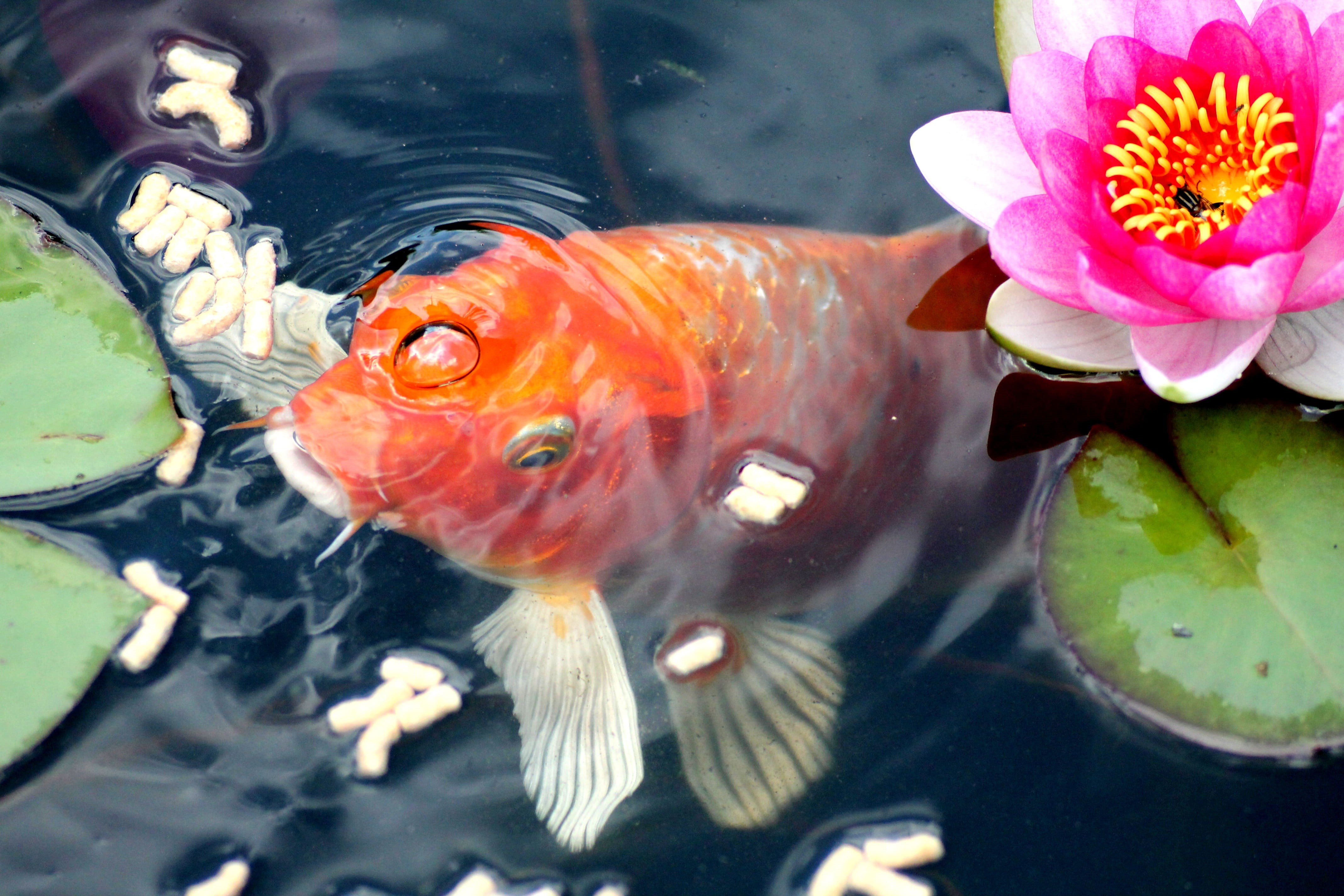 animal wildlife, pond, koi carp, animal, feeding, sea, goldfish, marine, orange, high angle view, carp, group of animals, floating on water, animal themes, HD Wallpaper