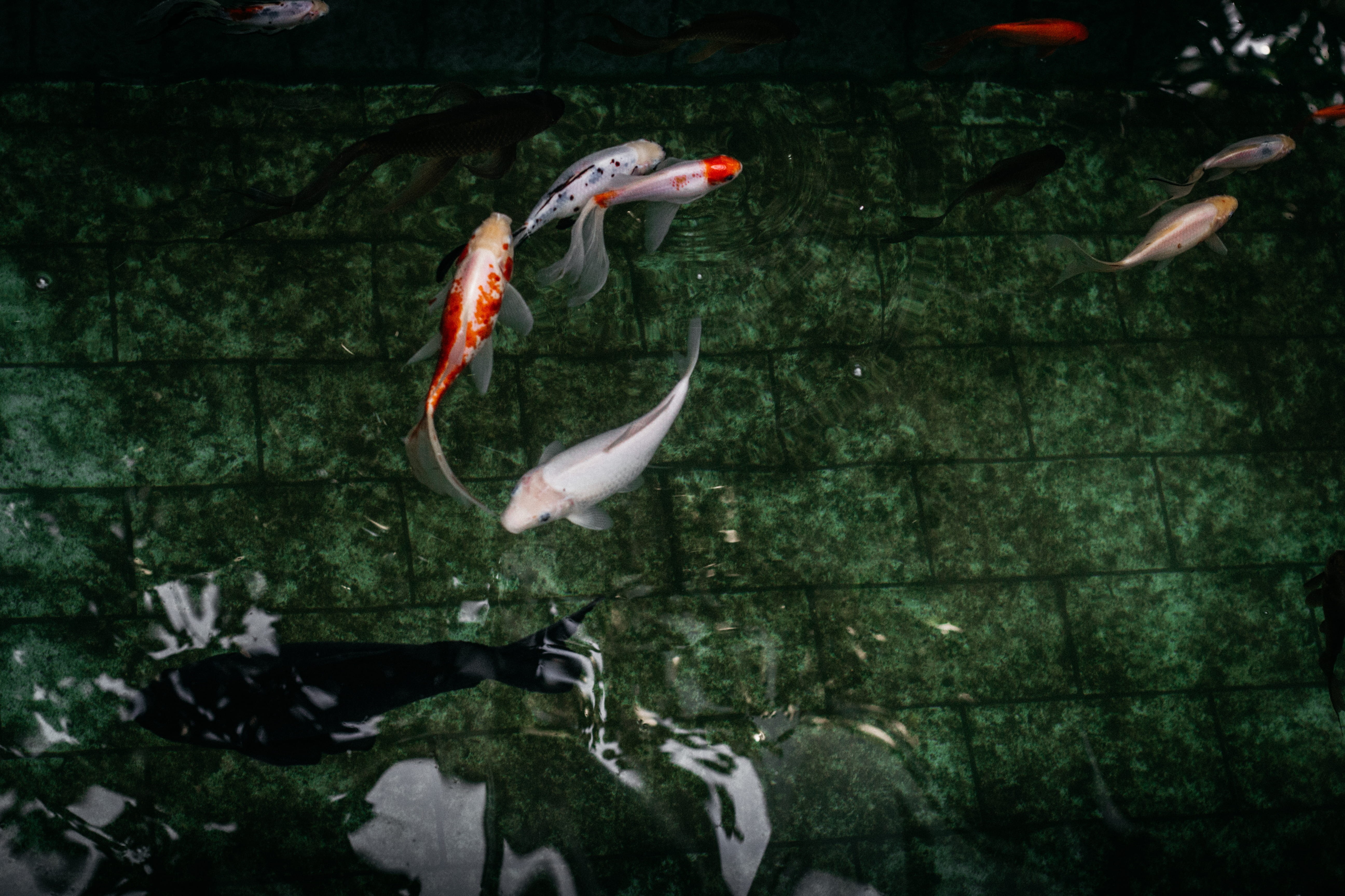 motion, animal themes, koi, vertebrate, fish, fishes, orange, invertebrate, nature, Koi Fish, water, 5K, group of animals, white, swimming, animal wildlife, HD Wallpaper