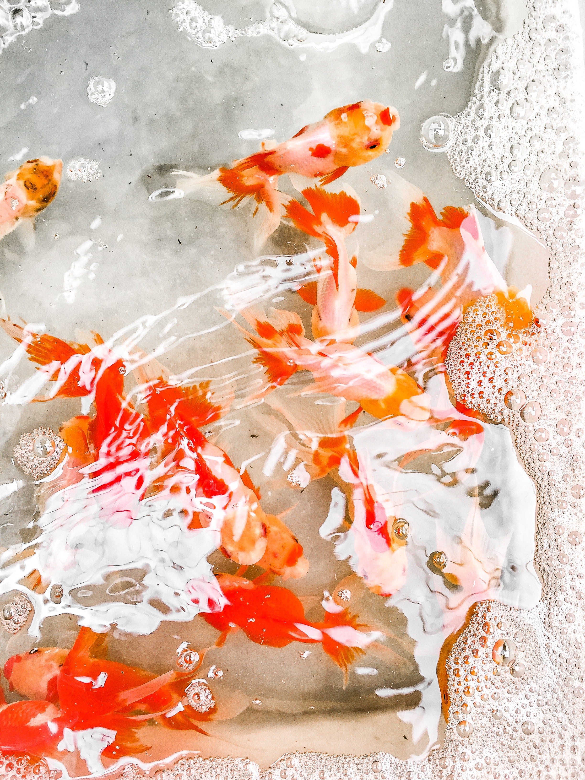 marine, animal wildlife, golden, animal, animal themes, koi carp, fish, orange, pond, carp, underwater, 2K, koi, large group of animals, shoal, water, Phone HD Wallpaper