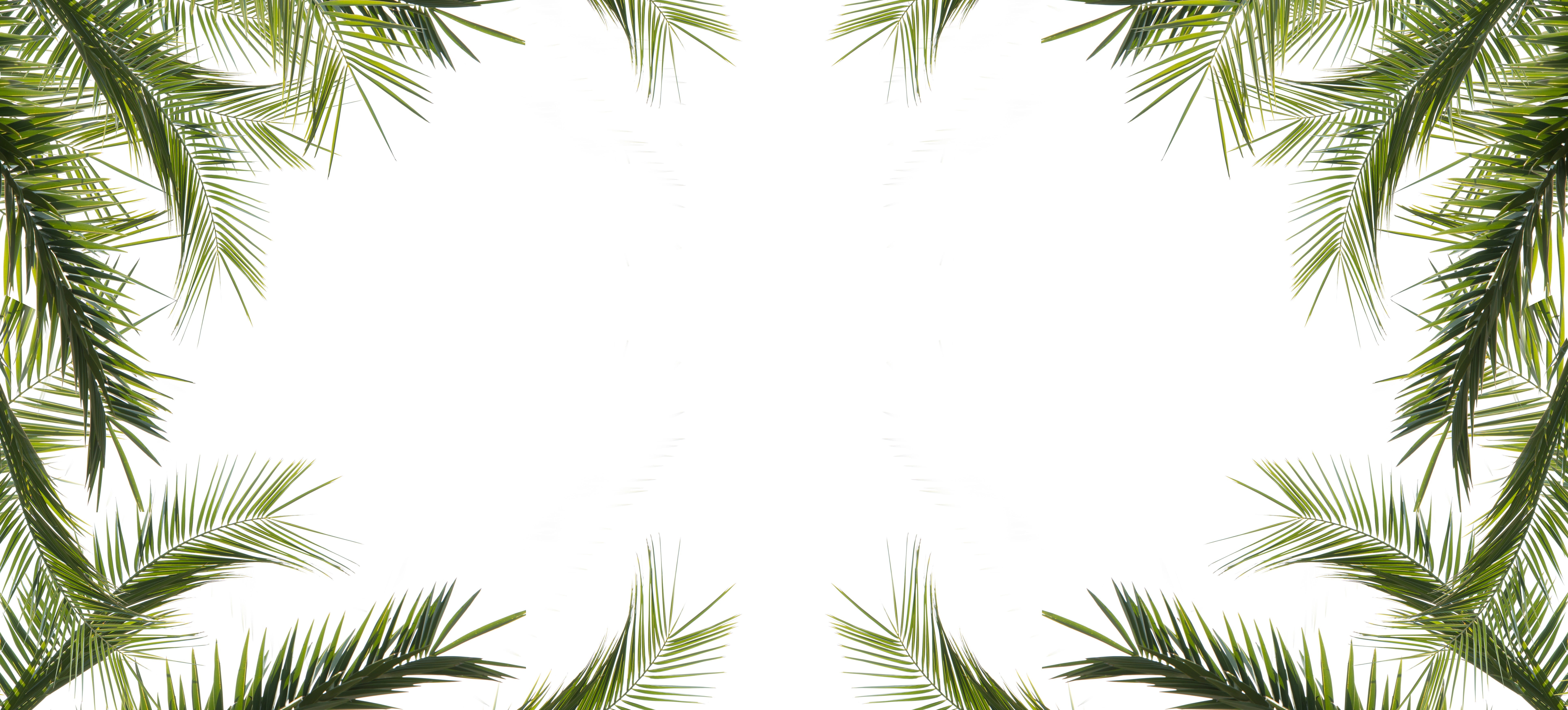 sky, 8K, season, no people, low angle view, green color, tranquility, palm tree, clear sky, color, summer, card, palm leaf, palm leaves, decor, natural, HD Wallpaper