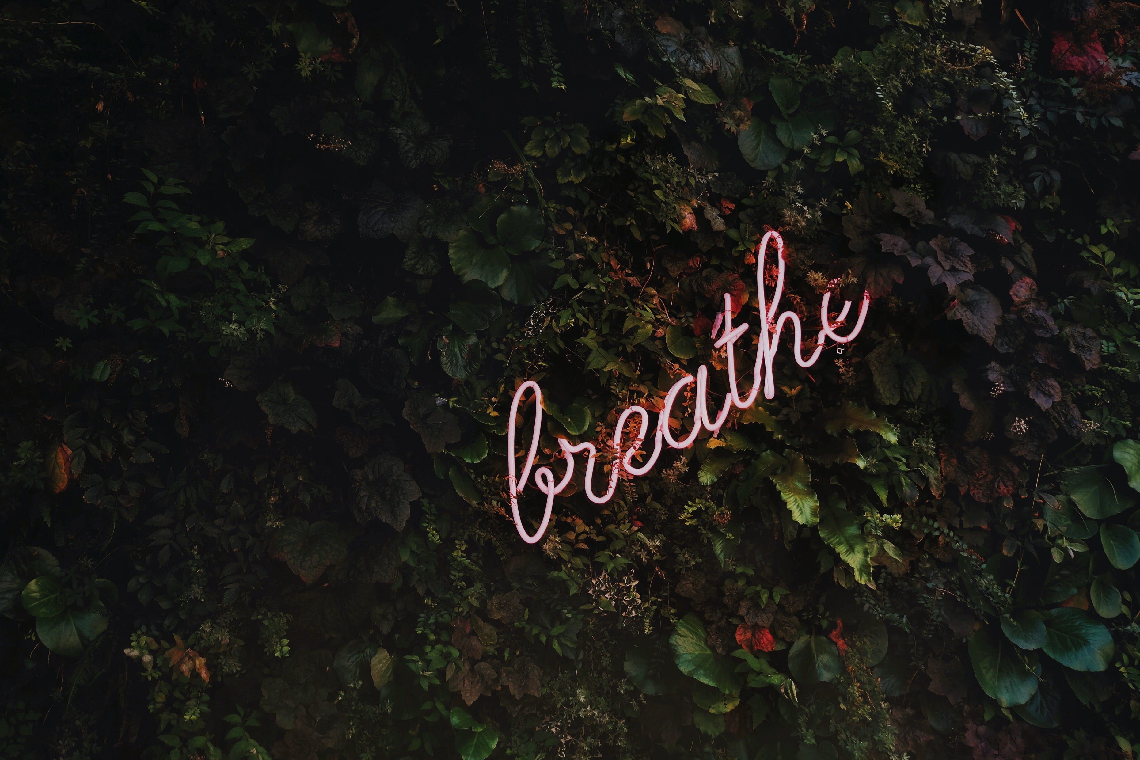 signage, emotion, green, communication, sign, nature, plants, love, close-up, day, heart shape, outdoors, information, 2K, green color, tree, HD Wallpaper