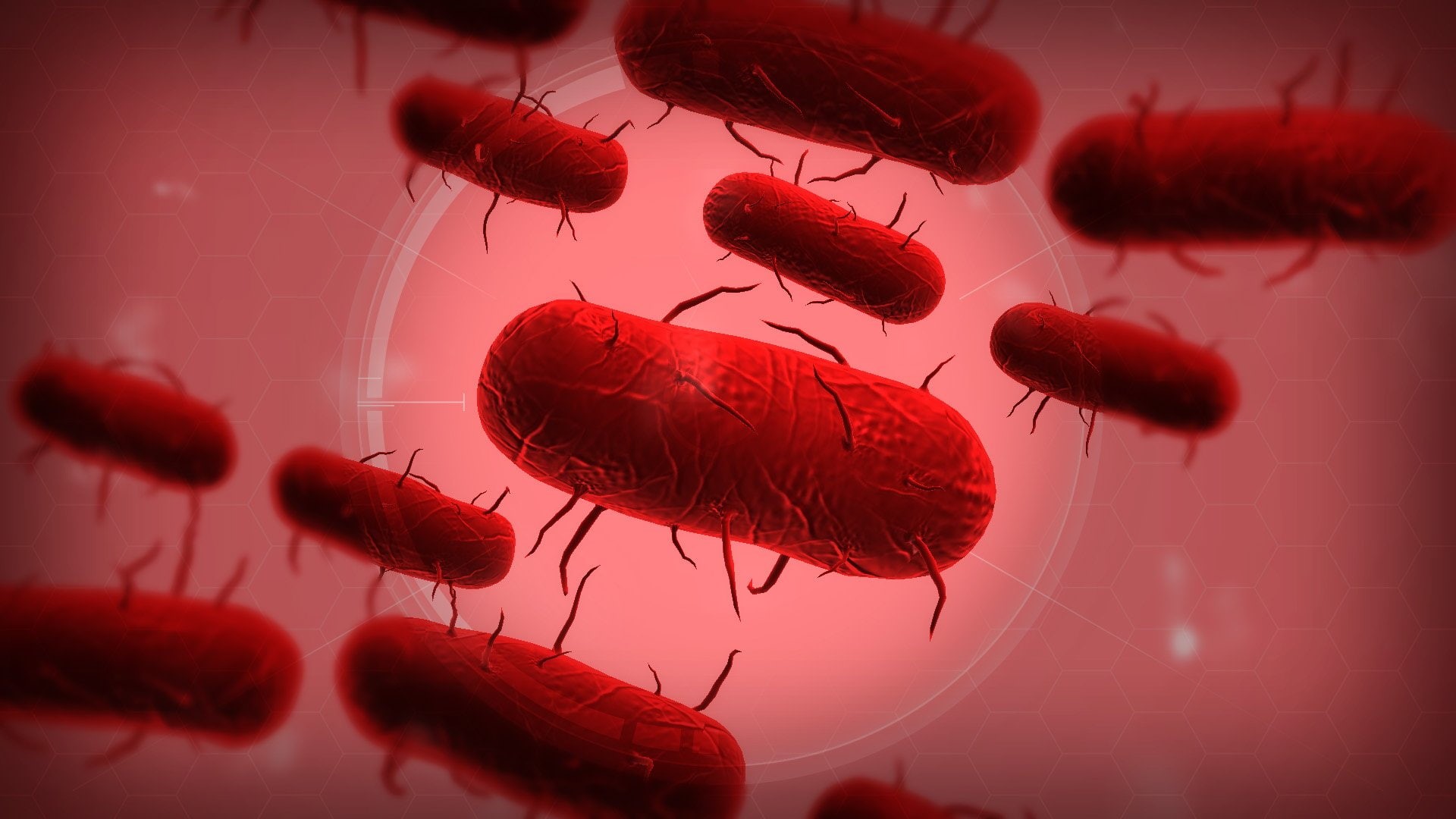 bug, 1080P, strategy, evolved, virus, simulation, horror, plague inc, plague, HD Wallpaper