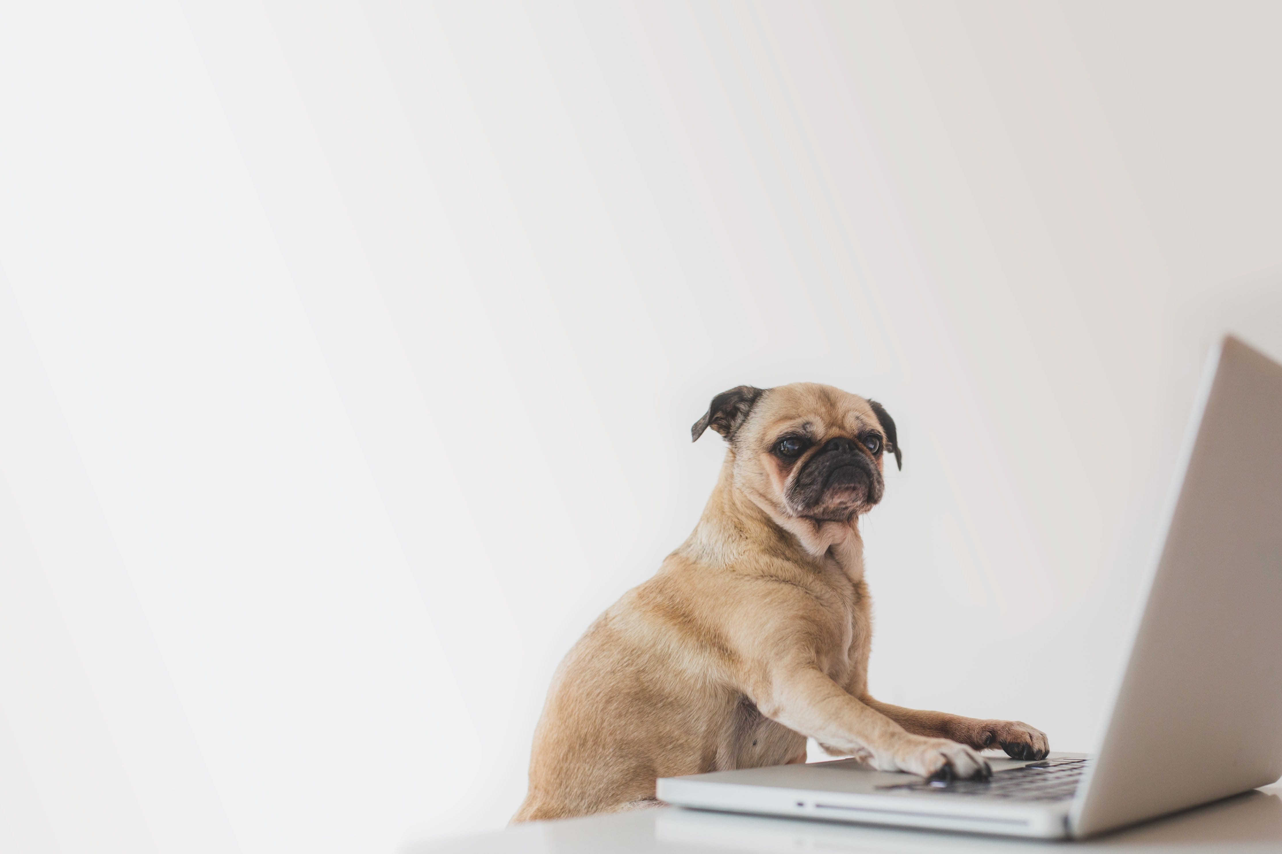 using laptop, copy space, Keyboard, domestic, Pets, Office, Laptop, Dogs, Online, dog, connection, Technology, Pug, looking, 4K, lap dog, canine, no people, HD Wallpaper